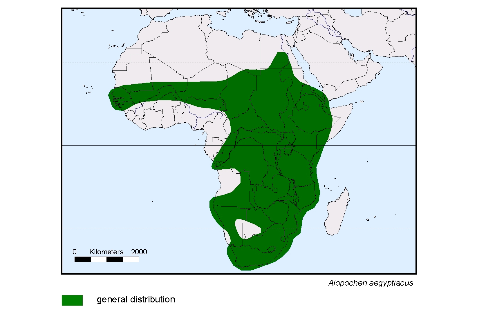 Alopochen aegyptiacus