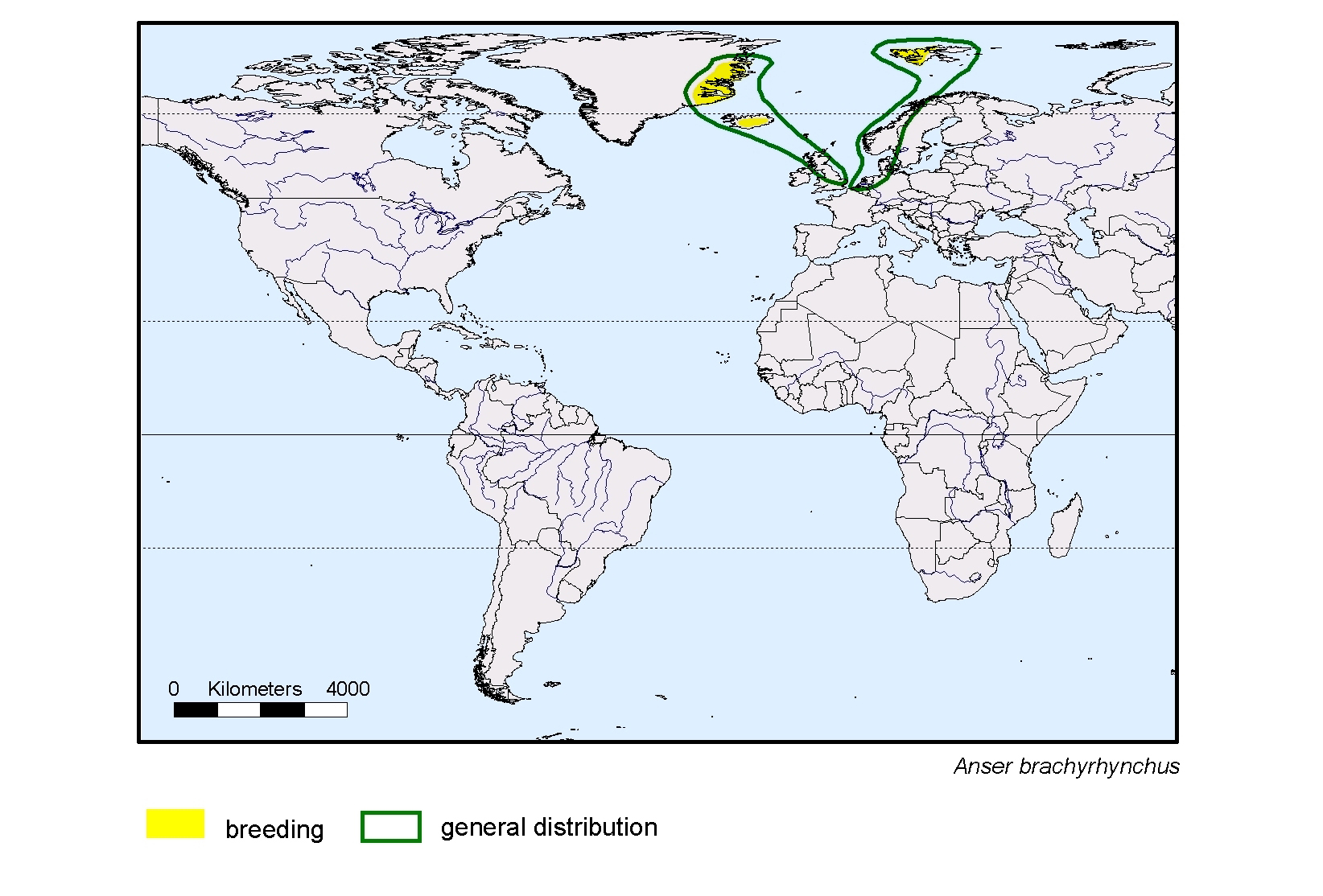 Anser brachyrhynchus