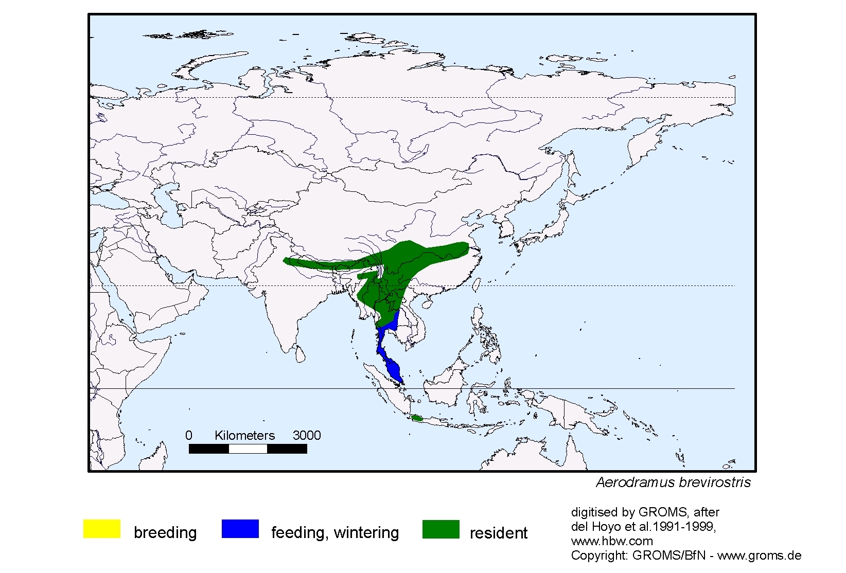 Aerodramus brevirostris