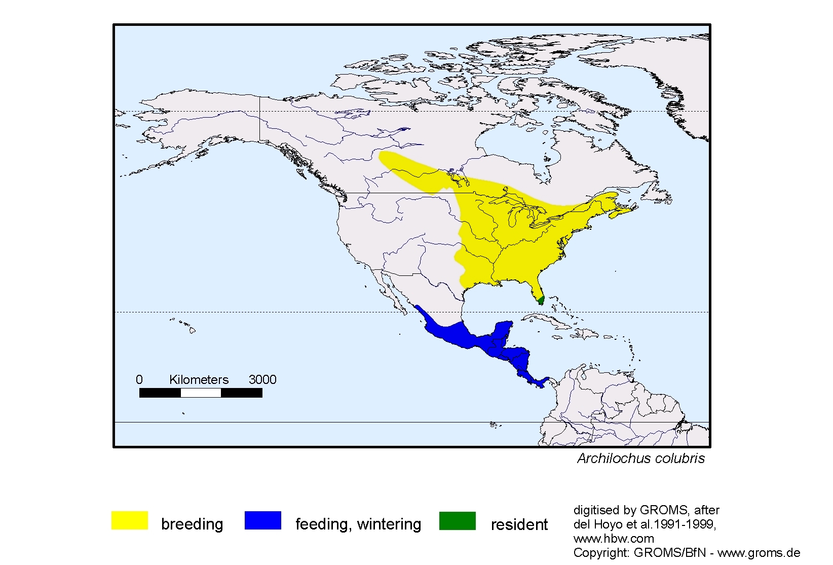 Archilochus colubris