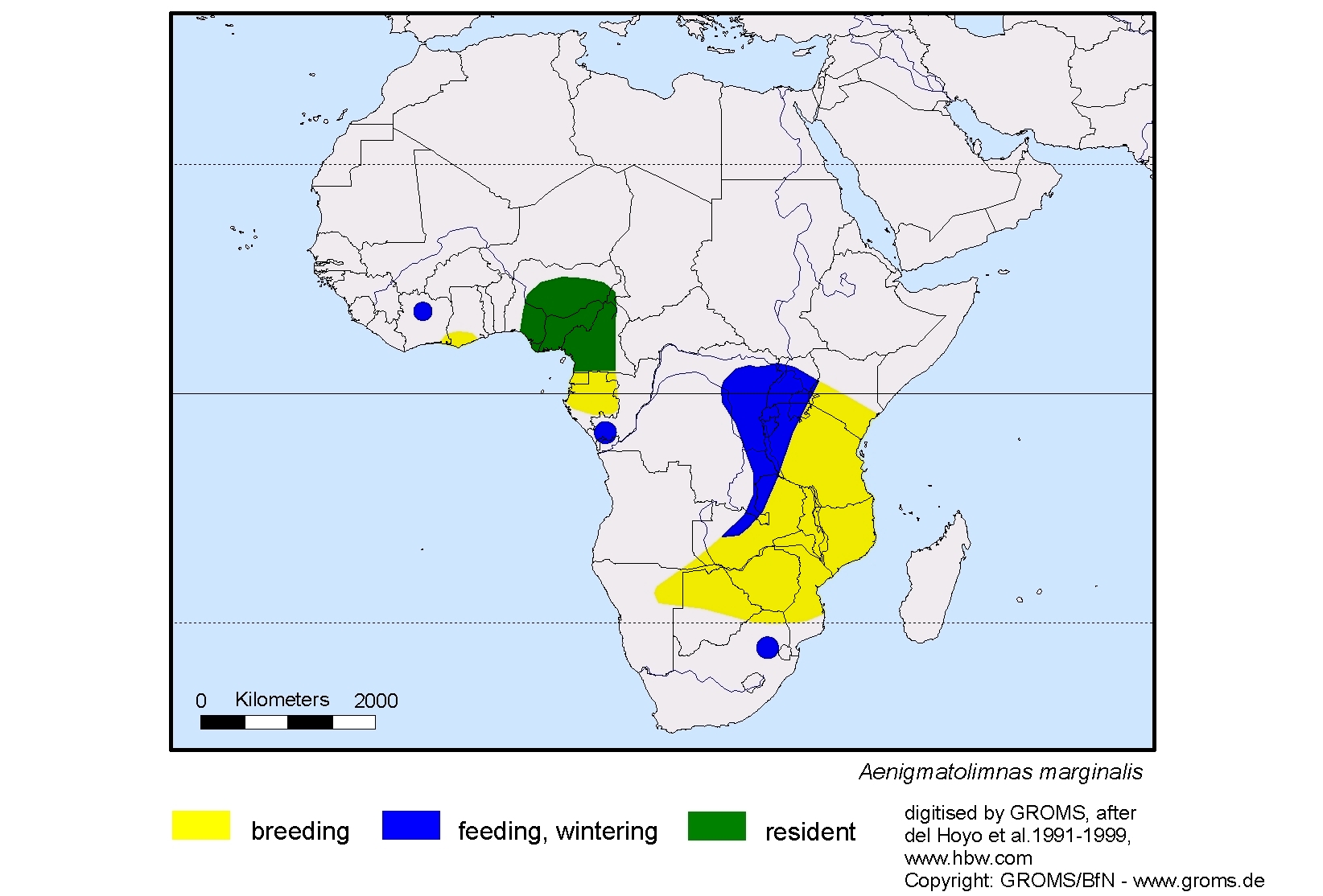 Aenigmatolimnas marginalis