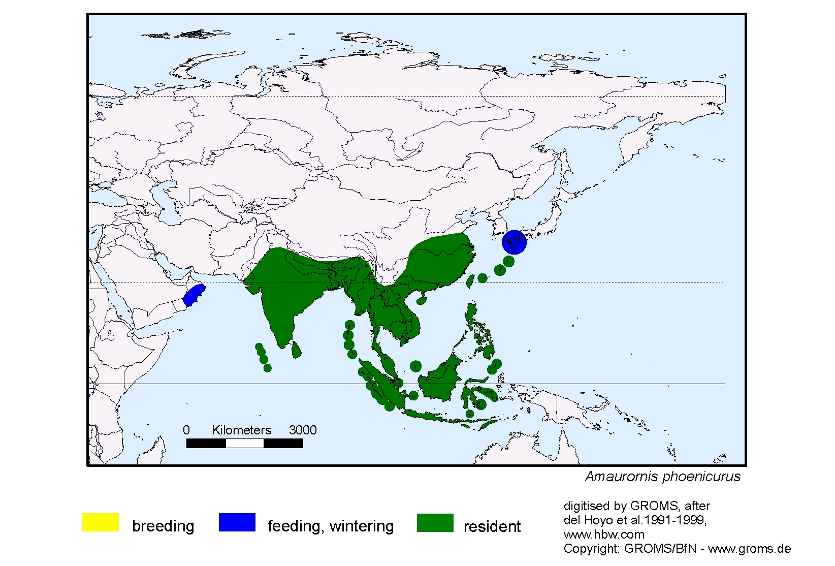 Amaurornis phoenicurus