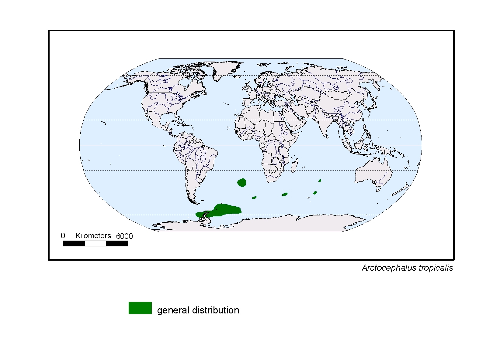 Arctocephalus tropicalis