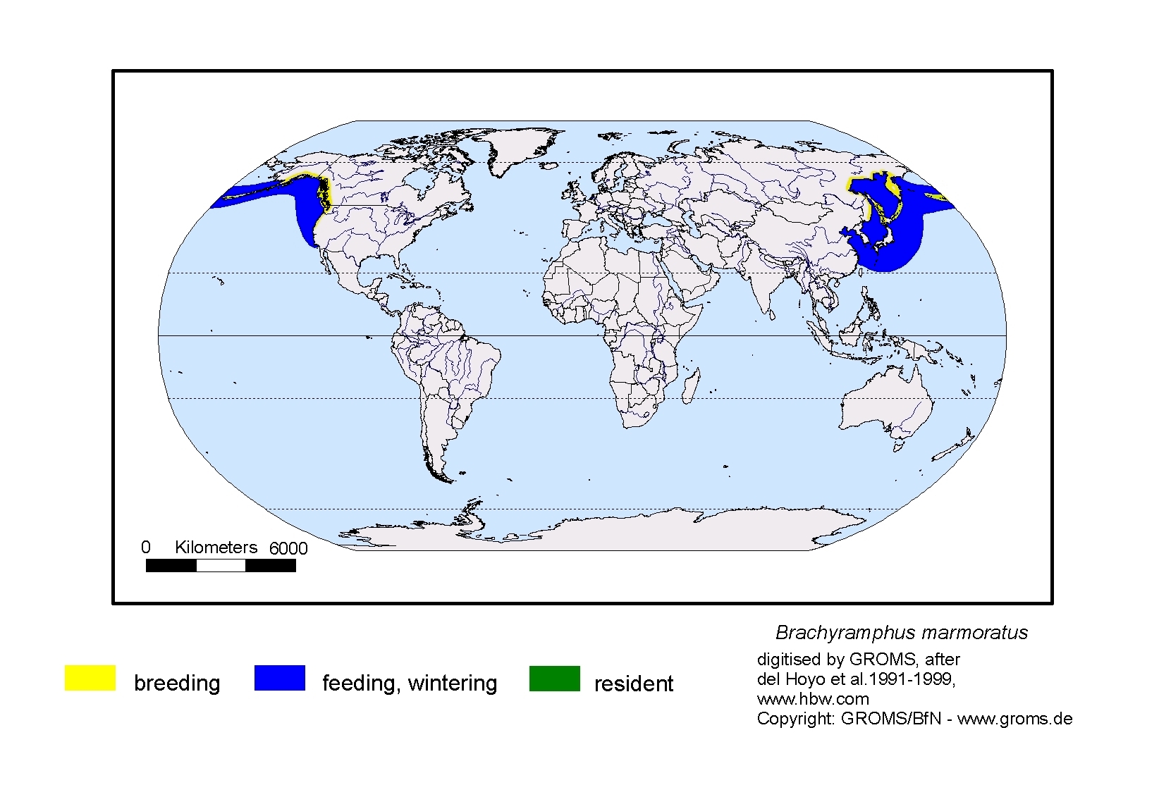 Brachyramphus marmoratus