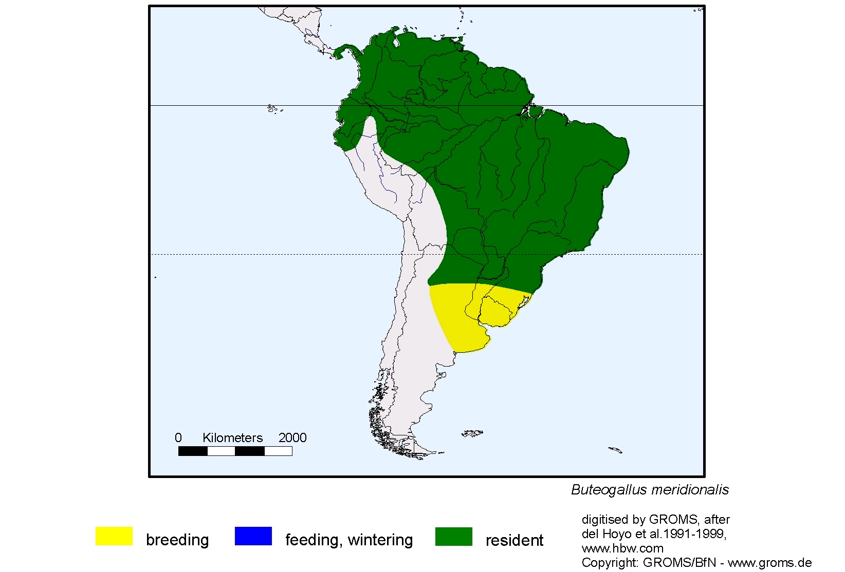 Buteogallus meridionalis