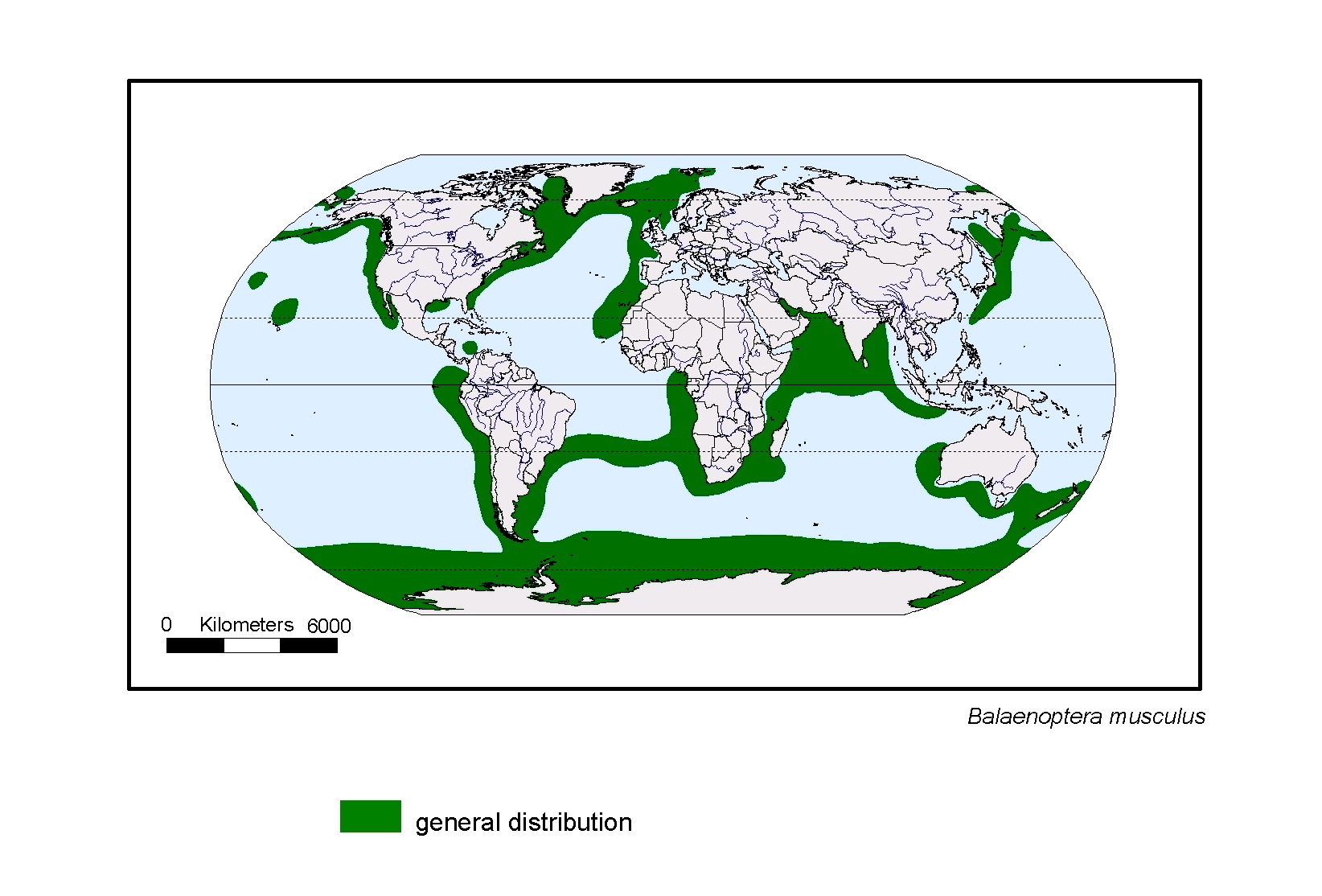 Balaenoptera musculus