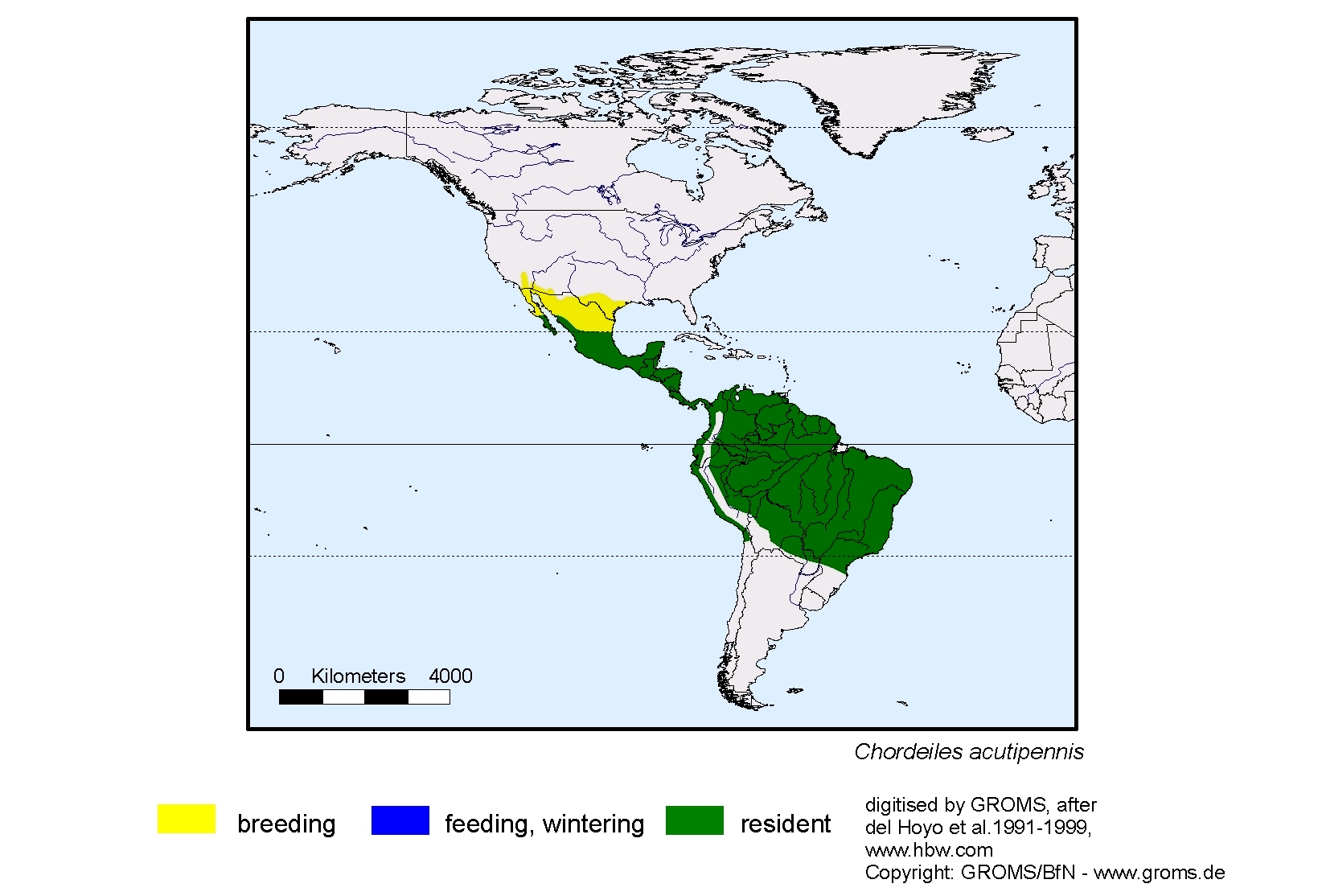 Chordeiles acutipennis