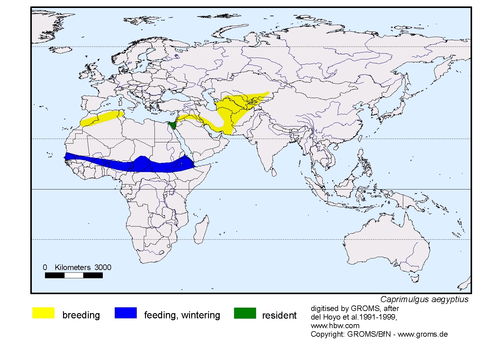 Caprimulgus aegyptius