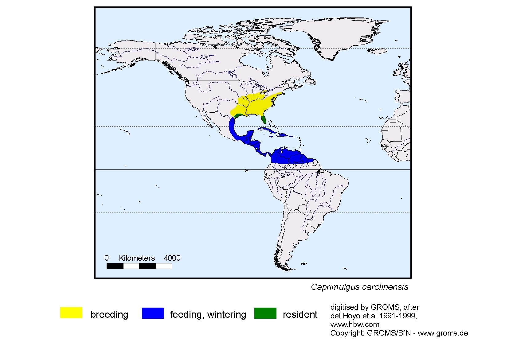 Caprimulgus carolinensis