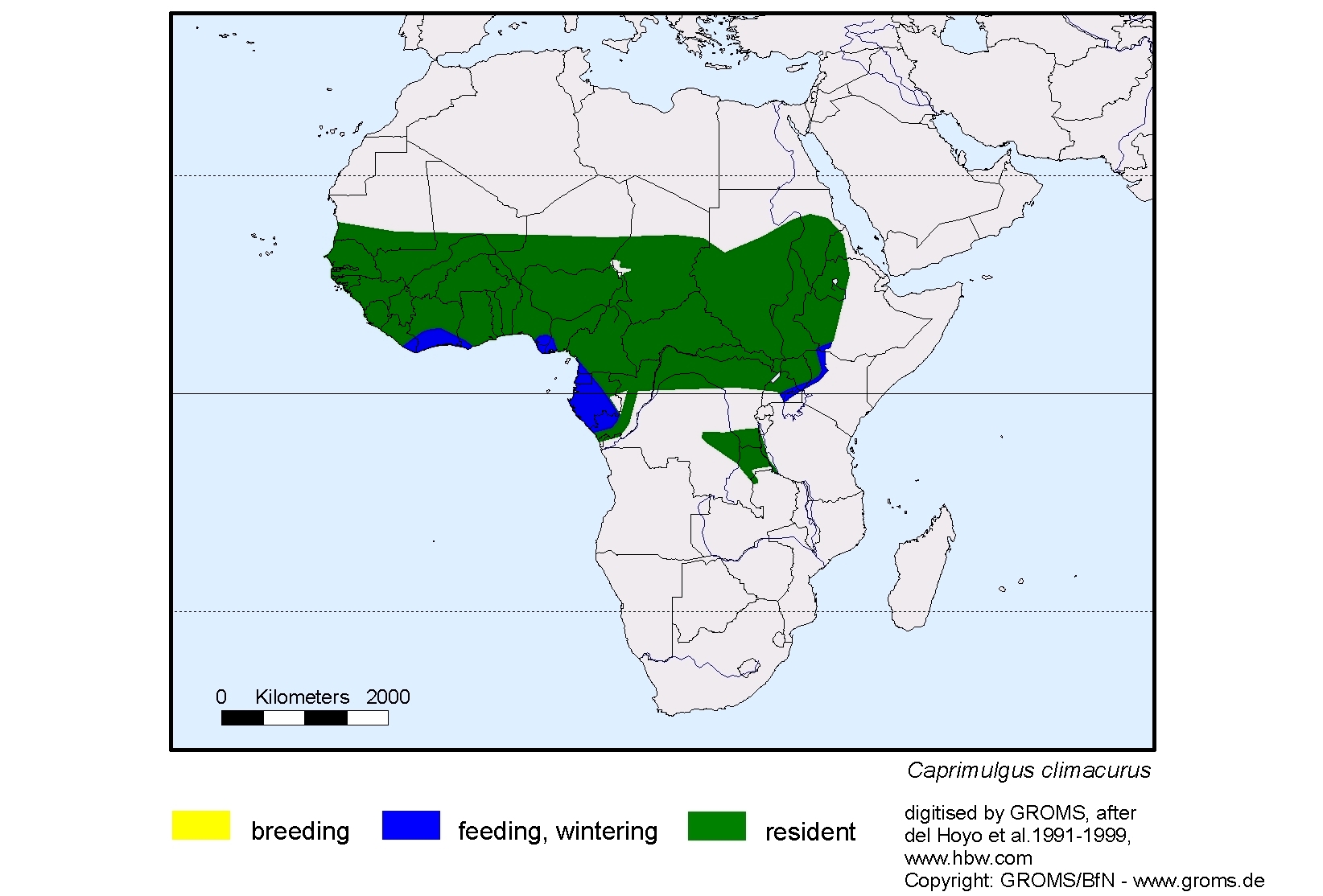 Caprimulgus climacurus
