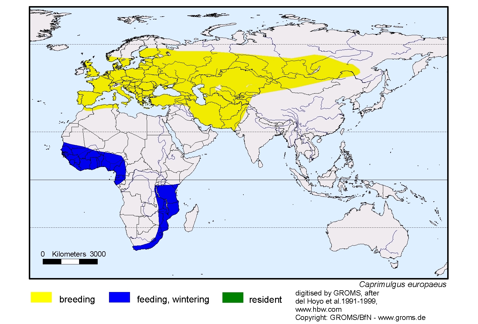Caprimulgus europaeus