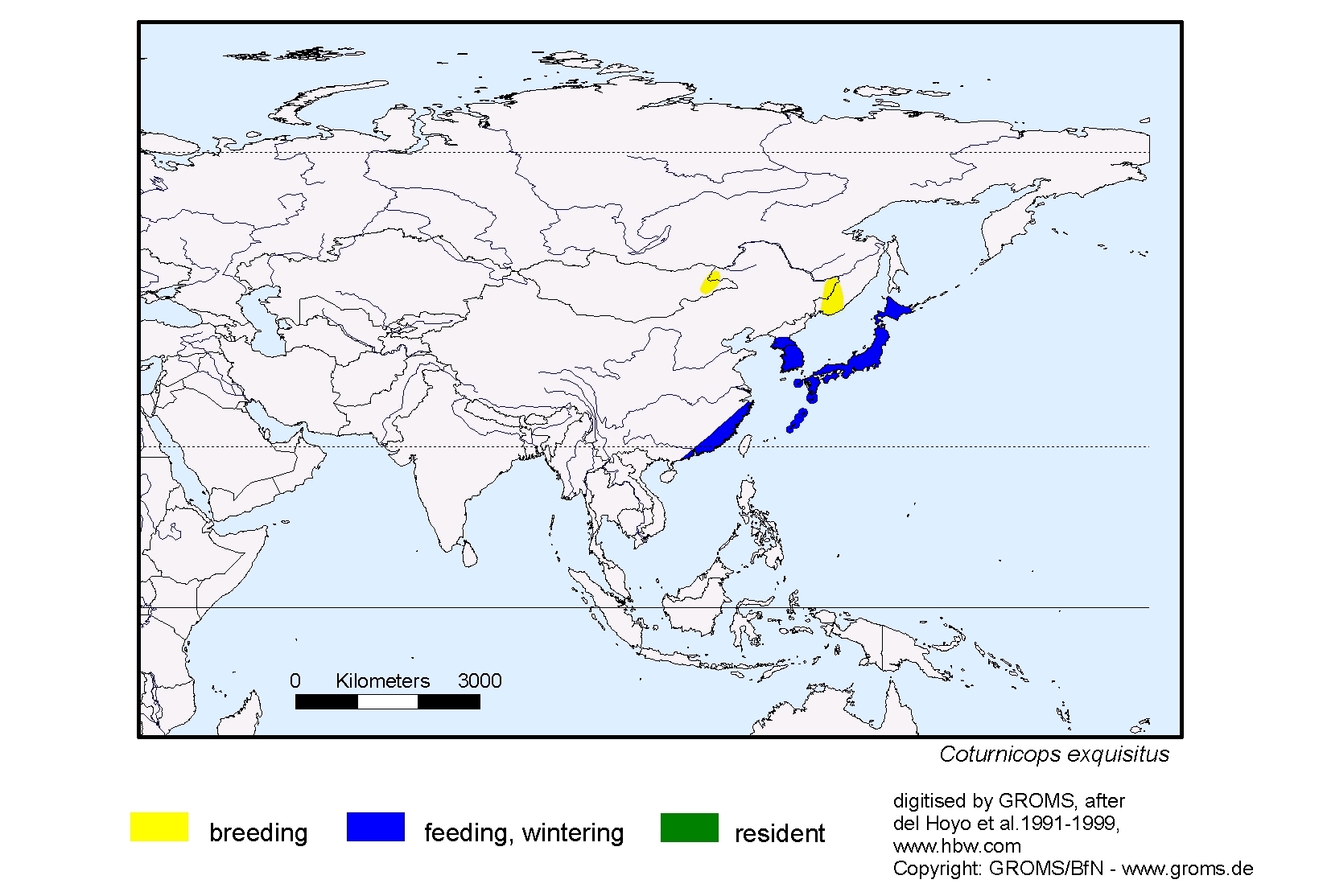 Coturnicops exquisitus