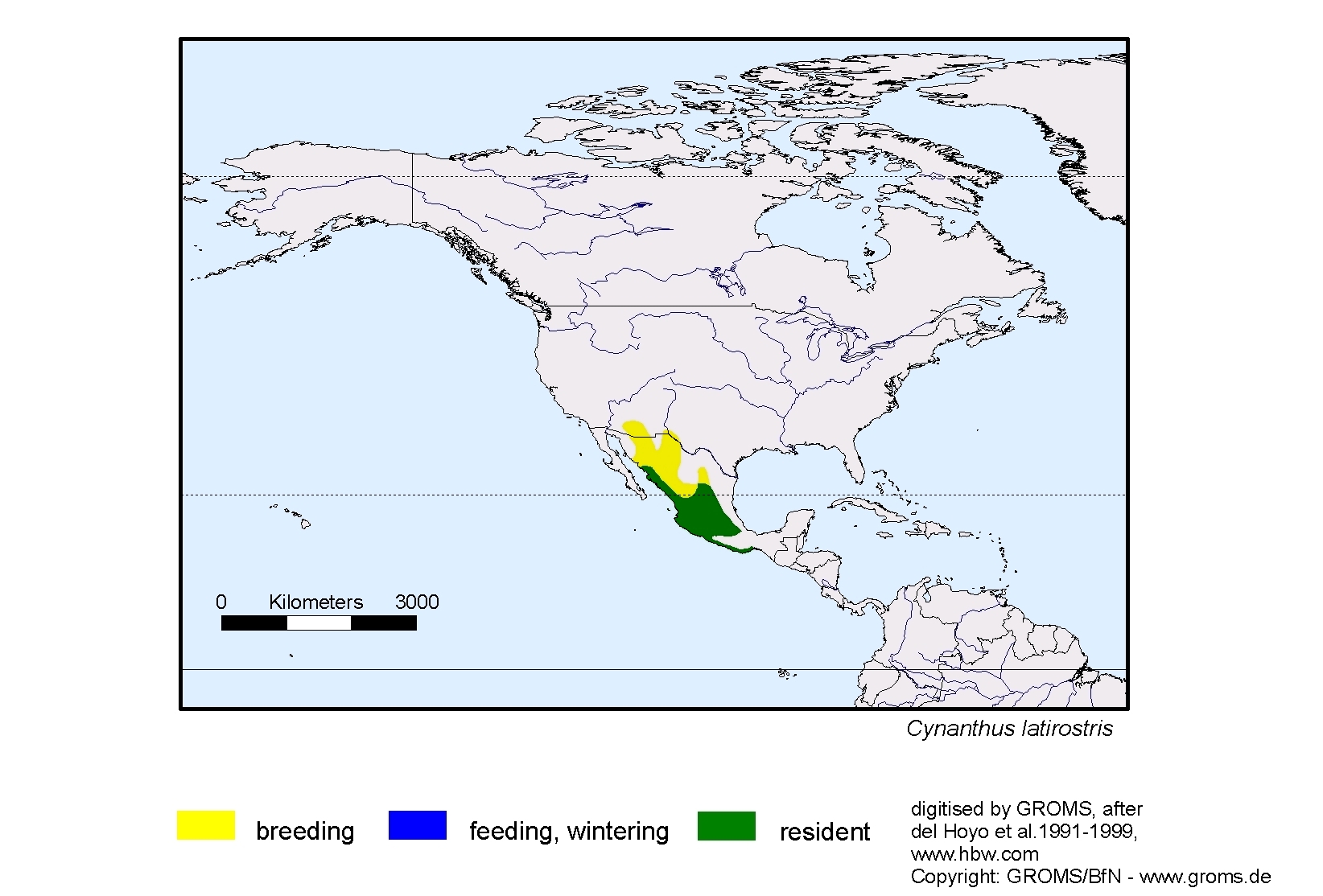 Cynanthus latirostris