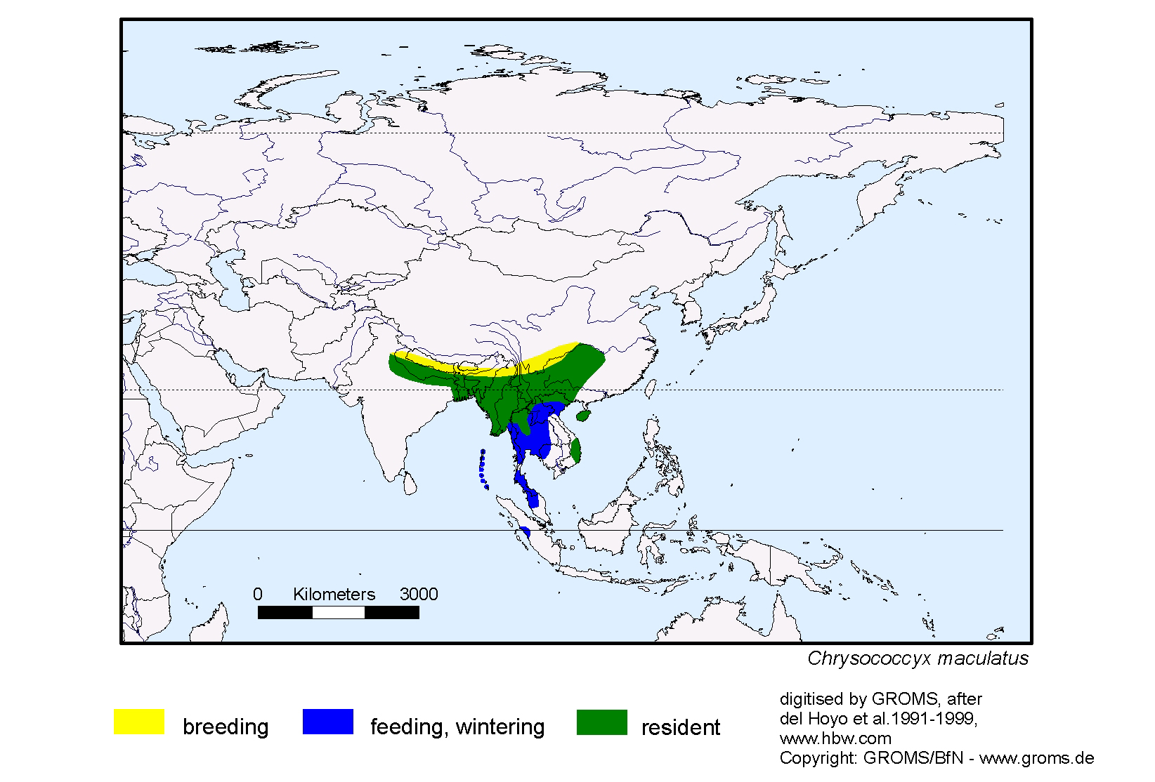 Chrysococcyx maculatus