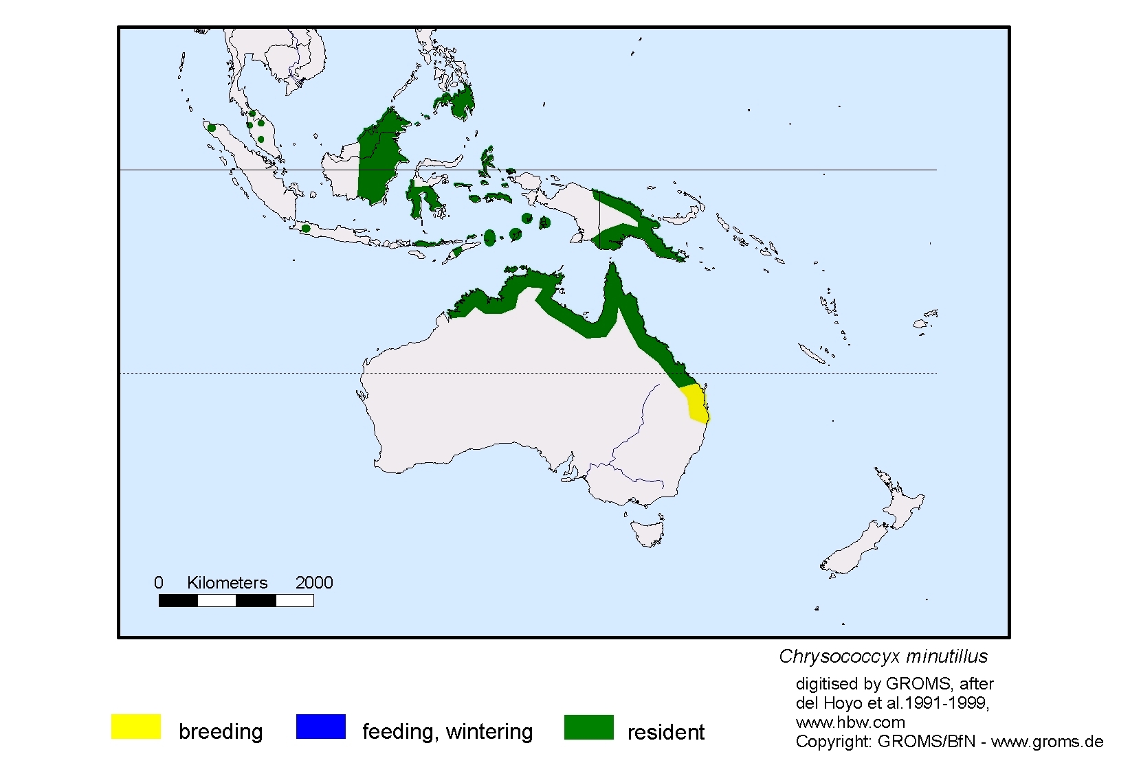 Chrysococcyx minutillus