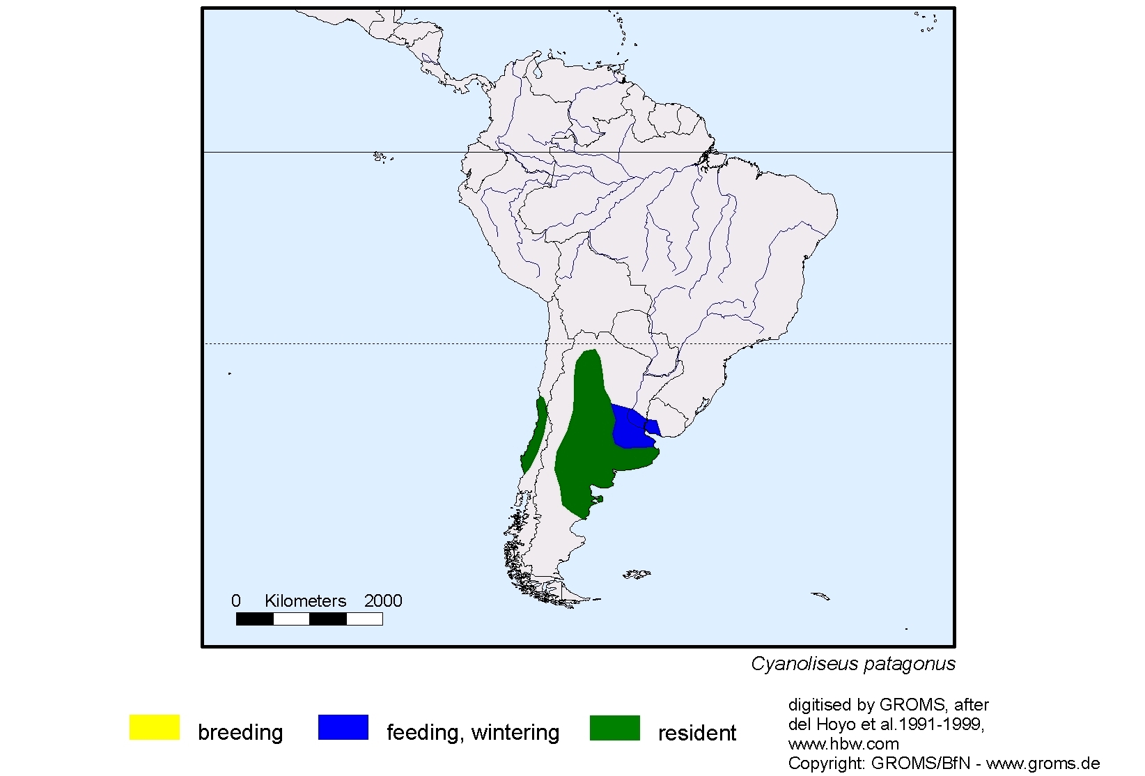 Cyanoliseus patagonus