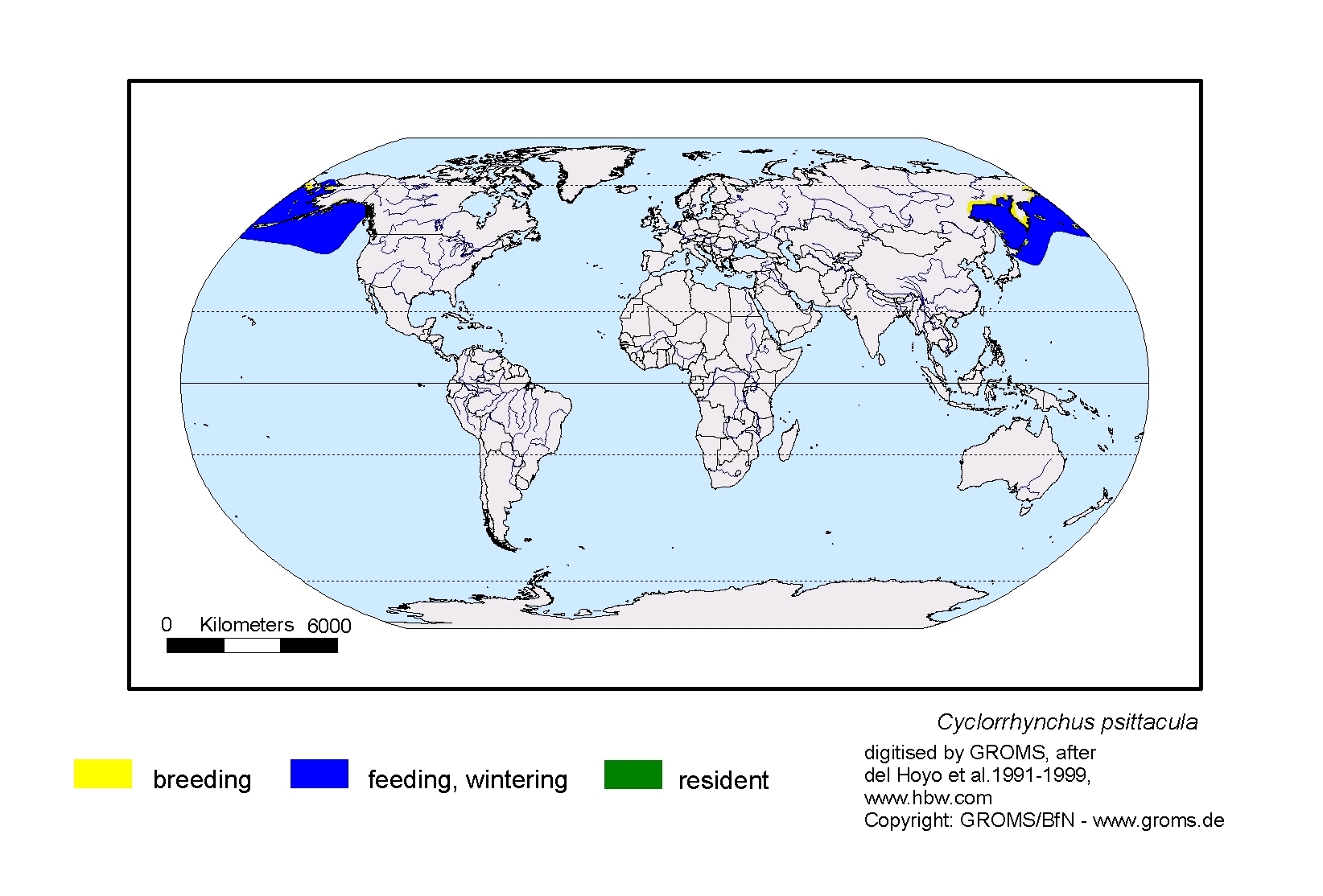 Cyclorrhynchus psittacula