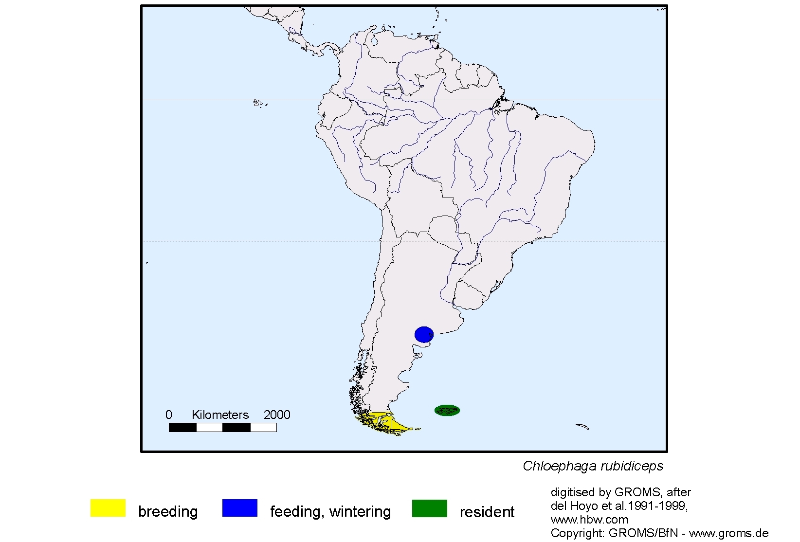 Chloephaga rubidiceps