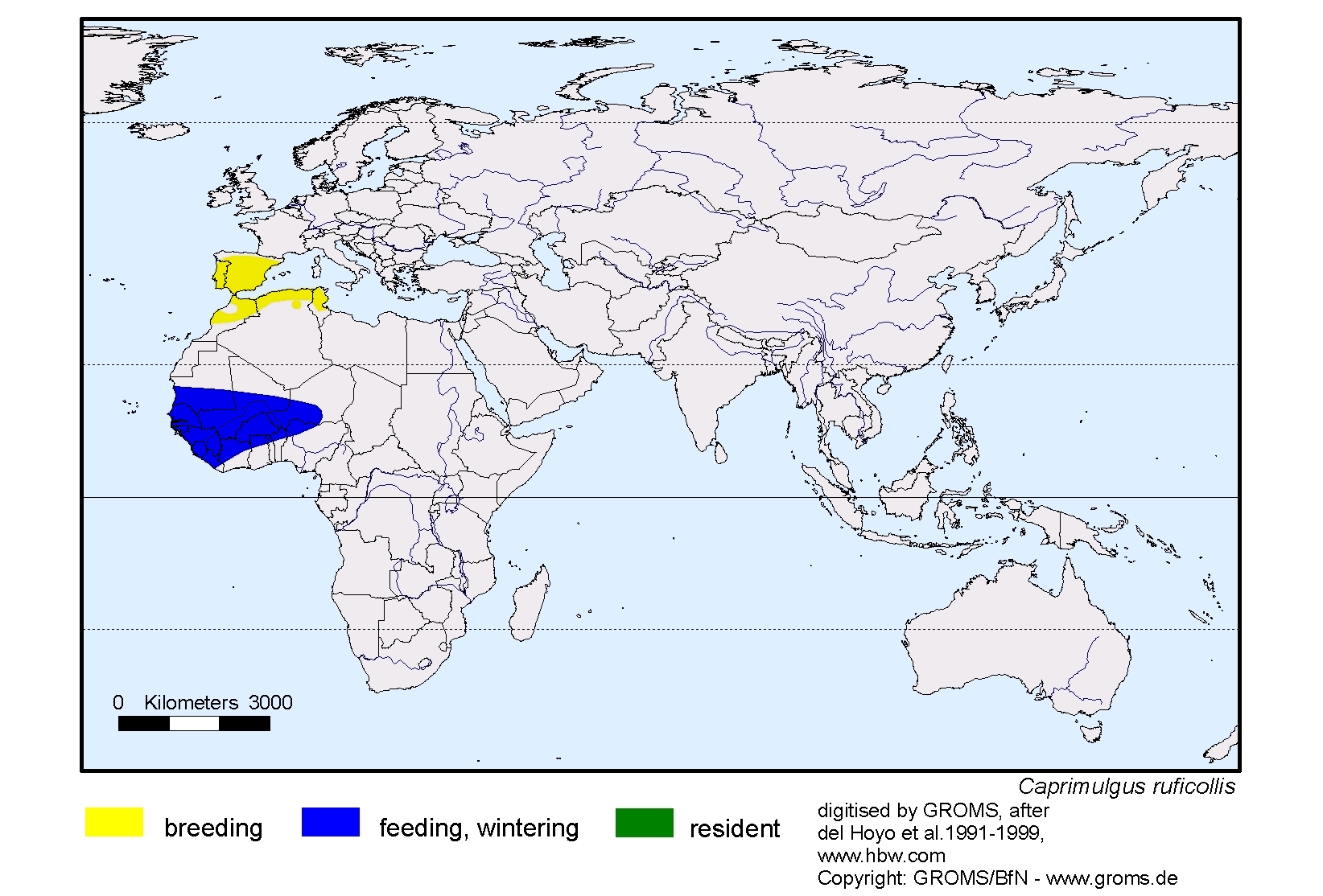 Caprimulgus ruficollis