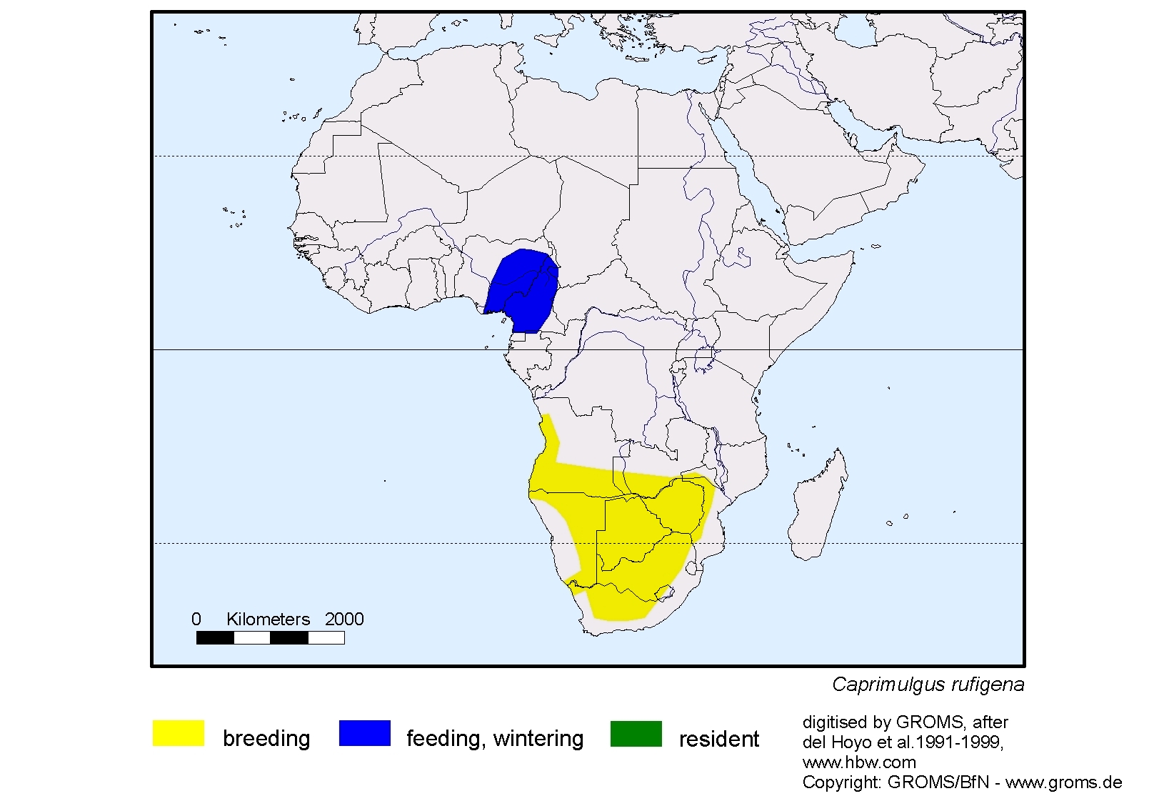 Caprimulgus rufigena