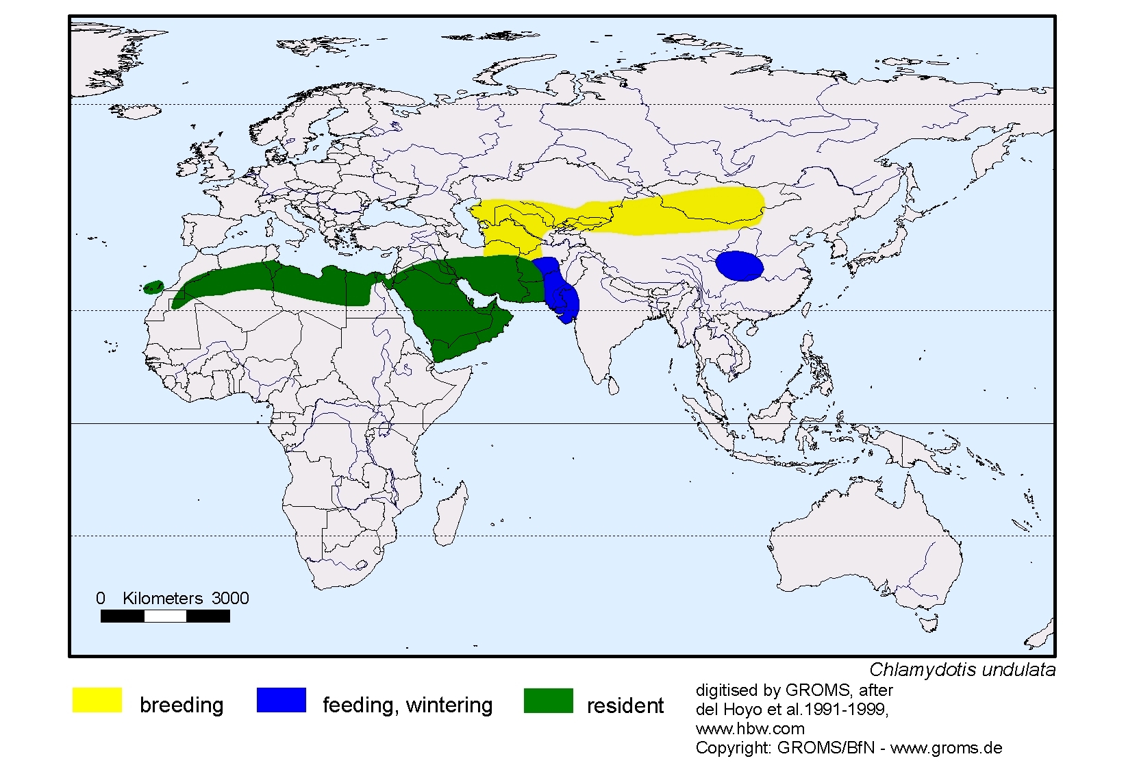 Chlamydotis undulata