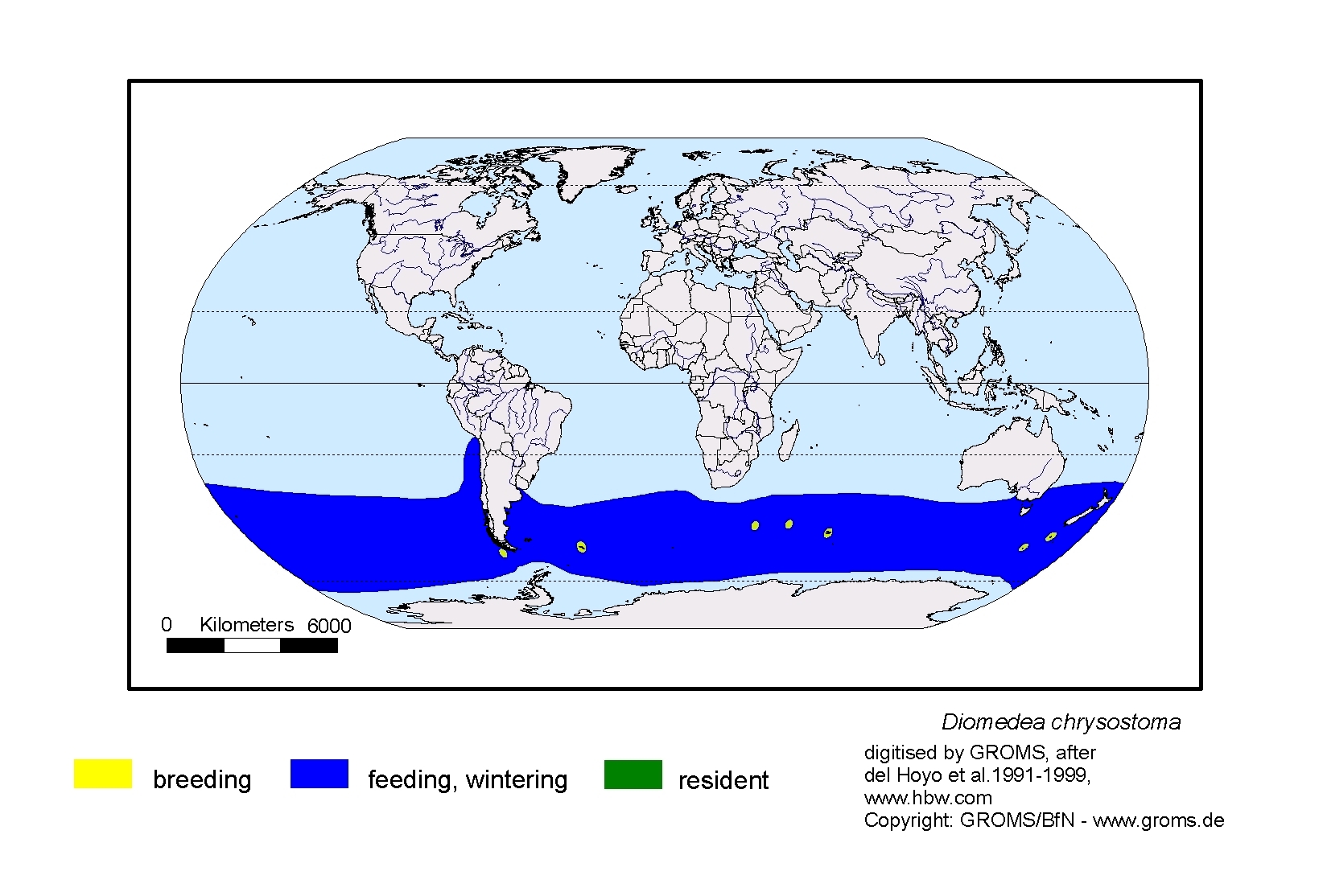 Diomedea chrysostoma