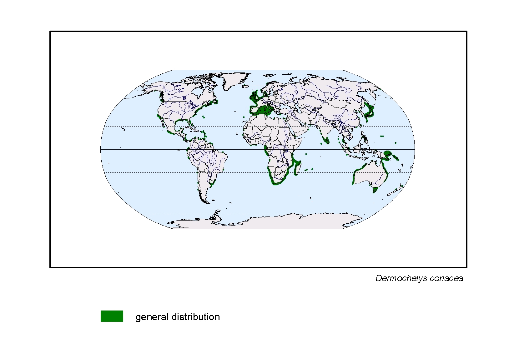 Dermochelys coriacea