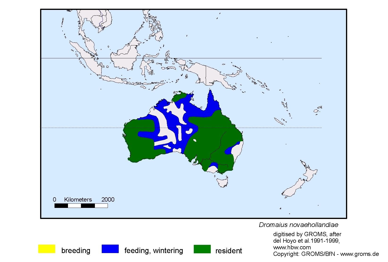 Dromaius novaehollandiae