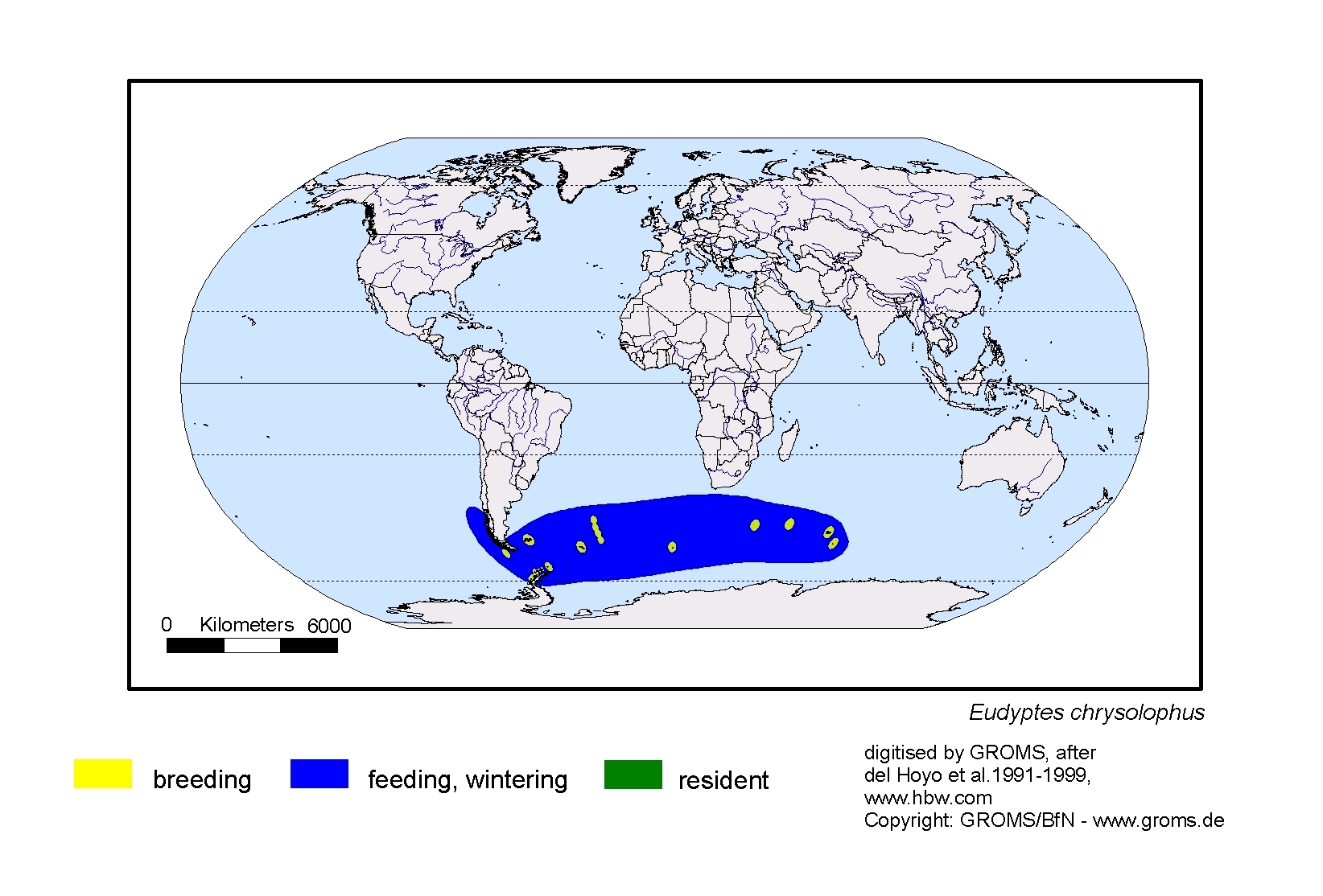 Eudyptes chrysolophus