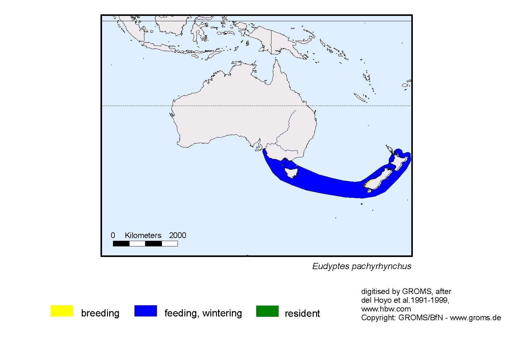 Eudyptes pachyrhynchus