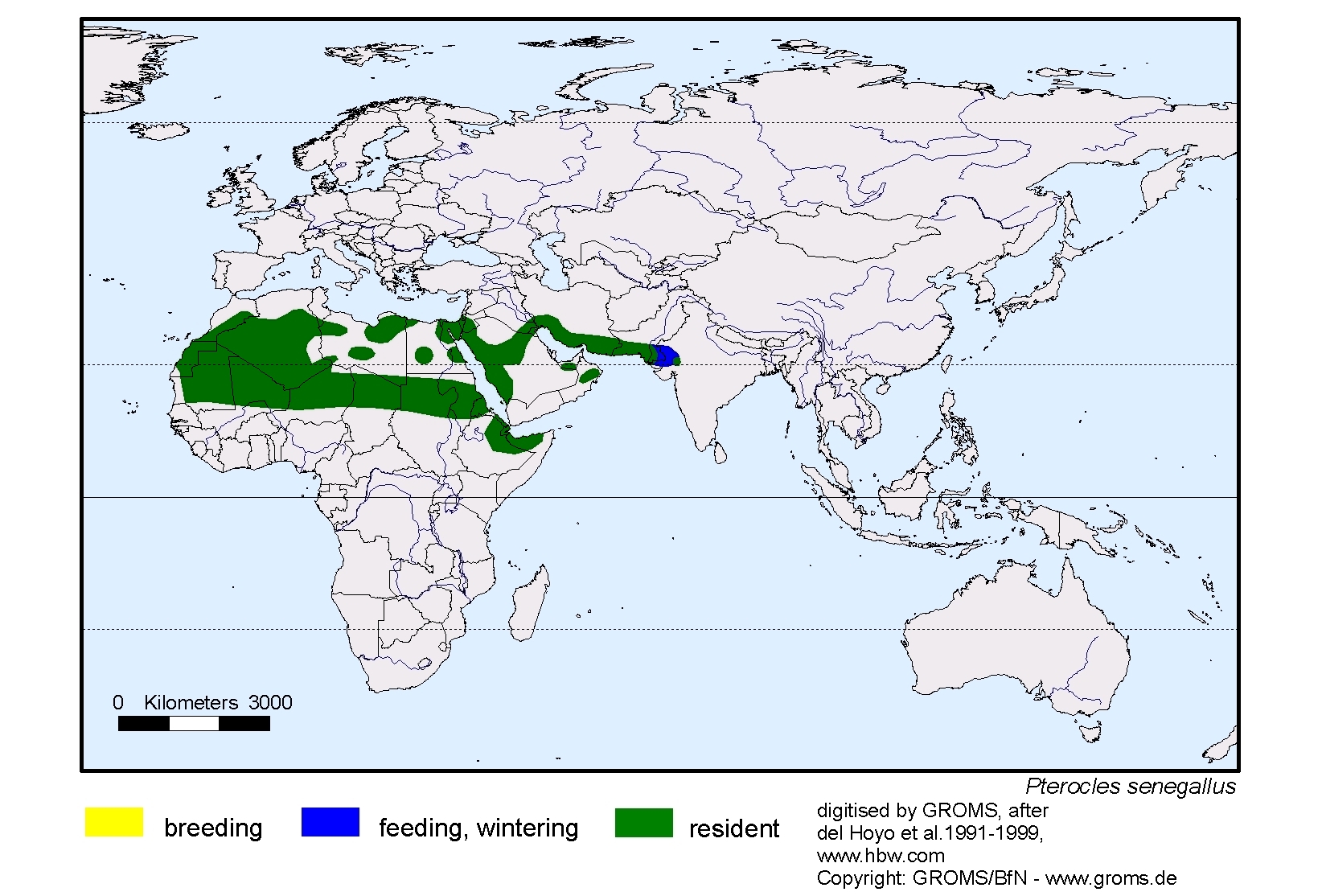 Ephippiorhynchus senegalensis
