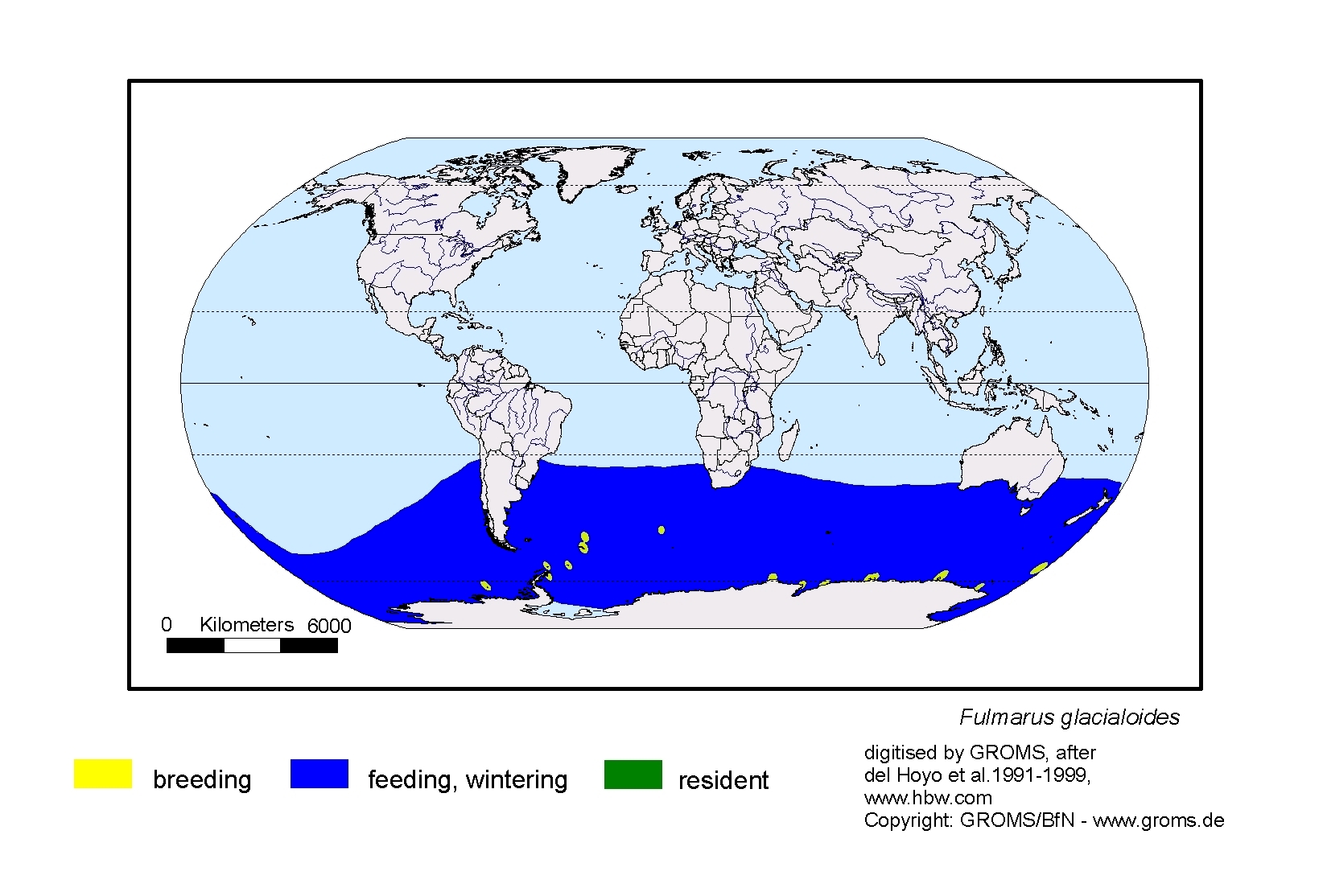 Fulmarus glacialoides