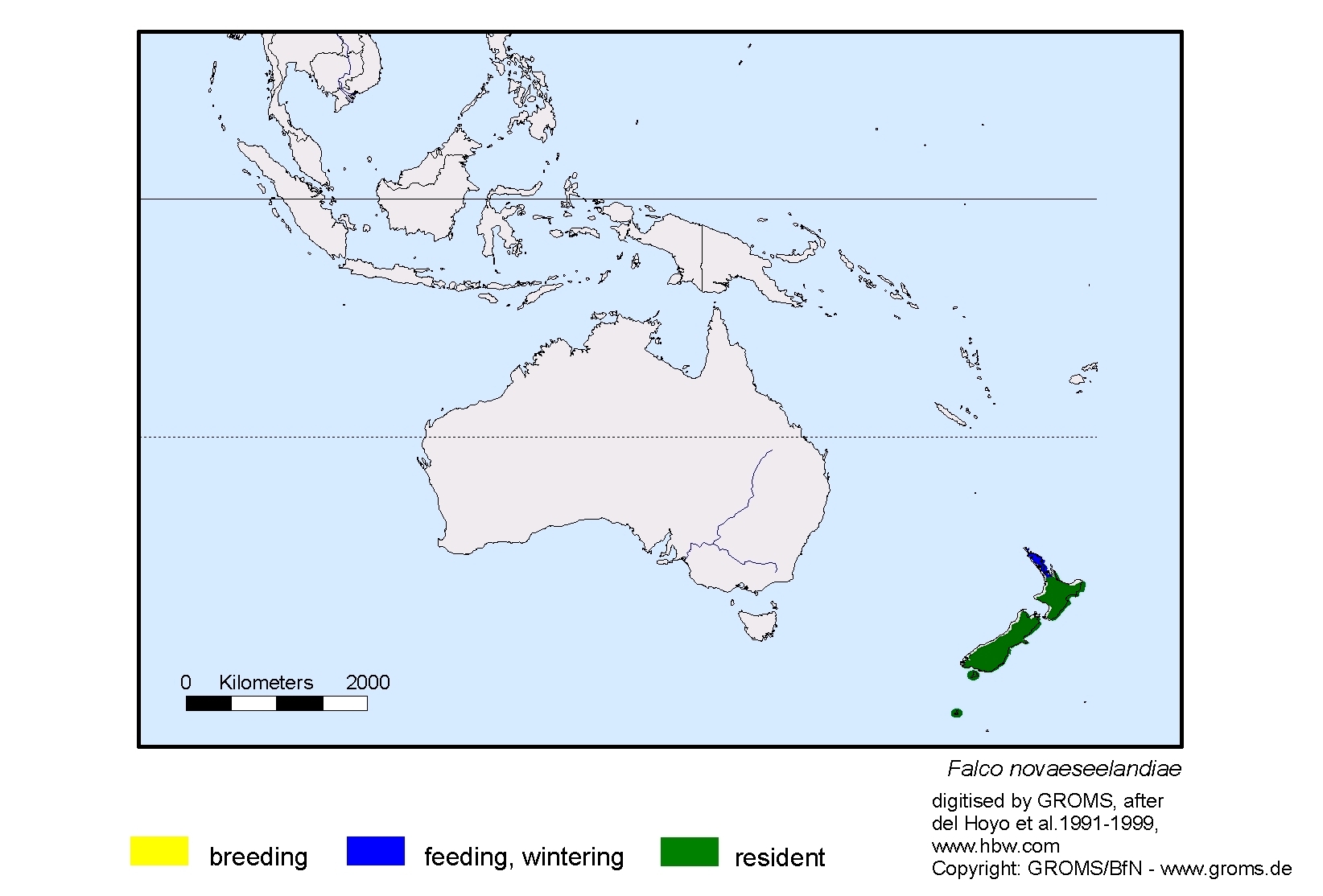 Falco novaeseelandiae