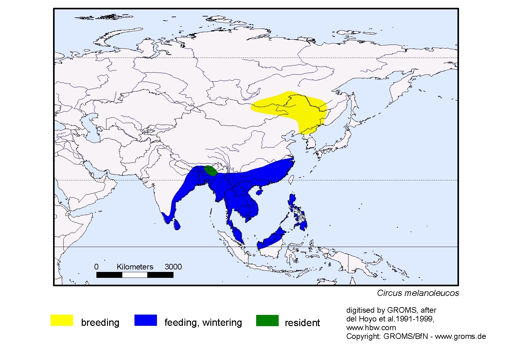 Gorsachius melanolophus
