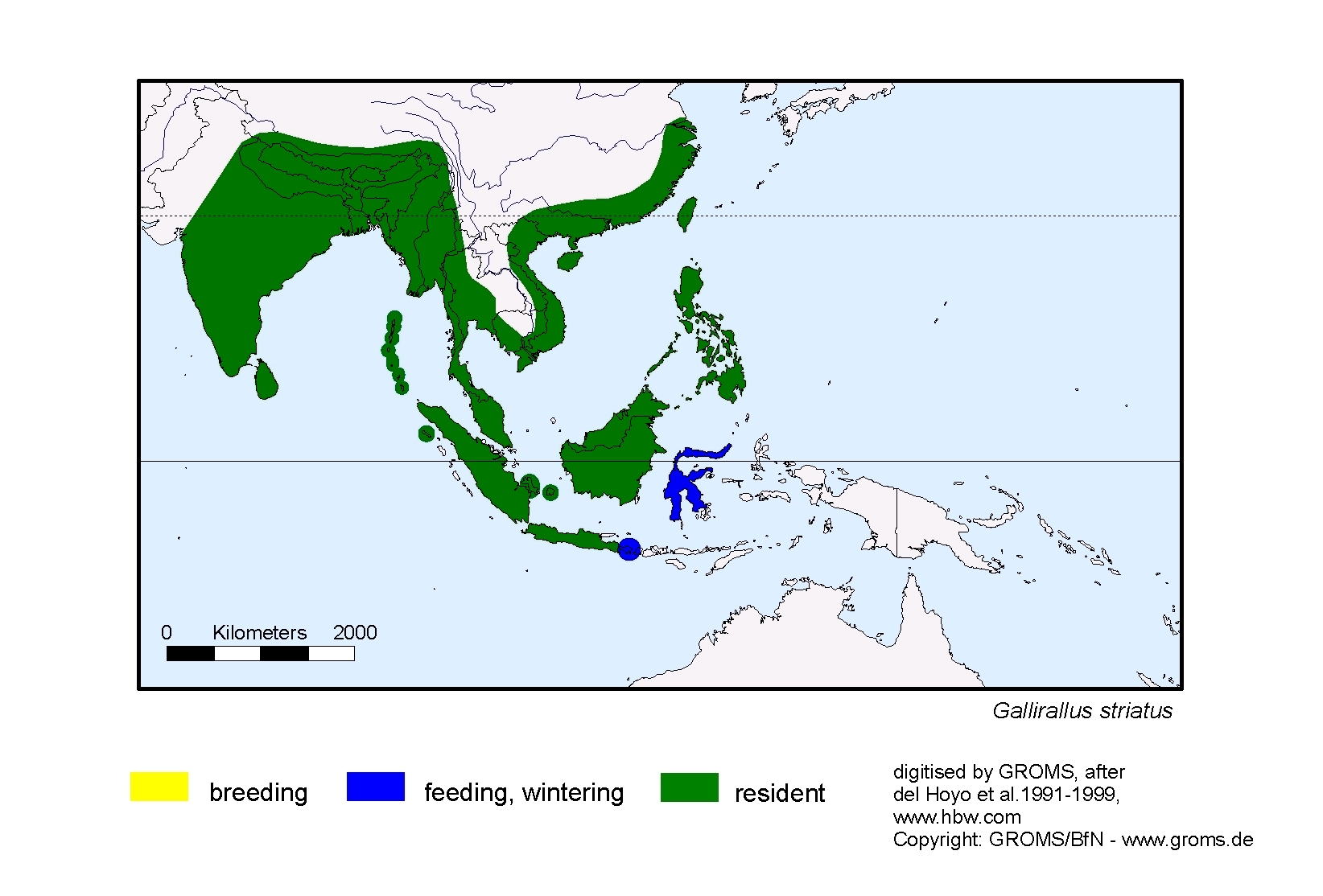 Gallirallus striatus