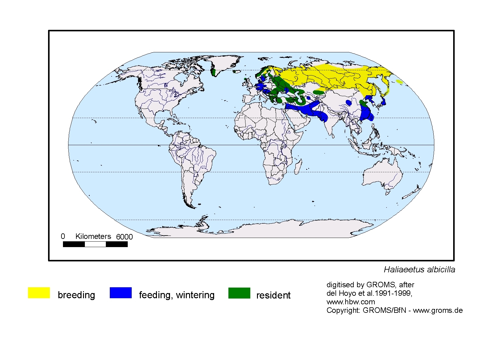 Haliaeetus albicilla