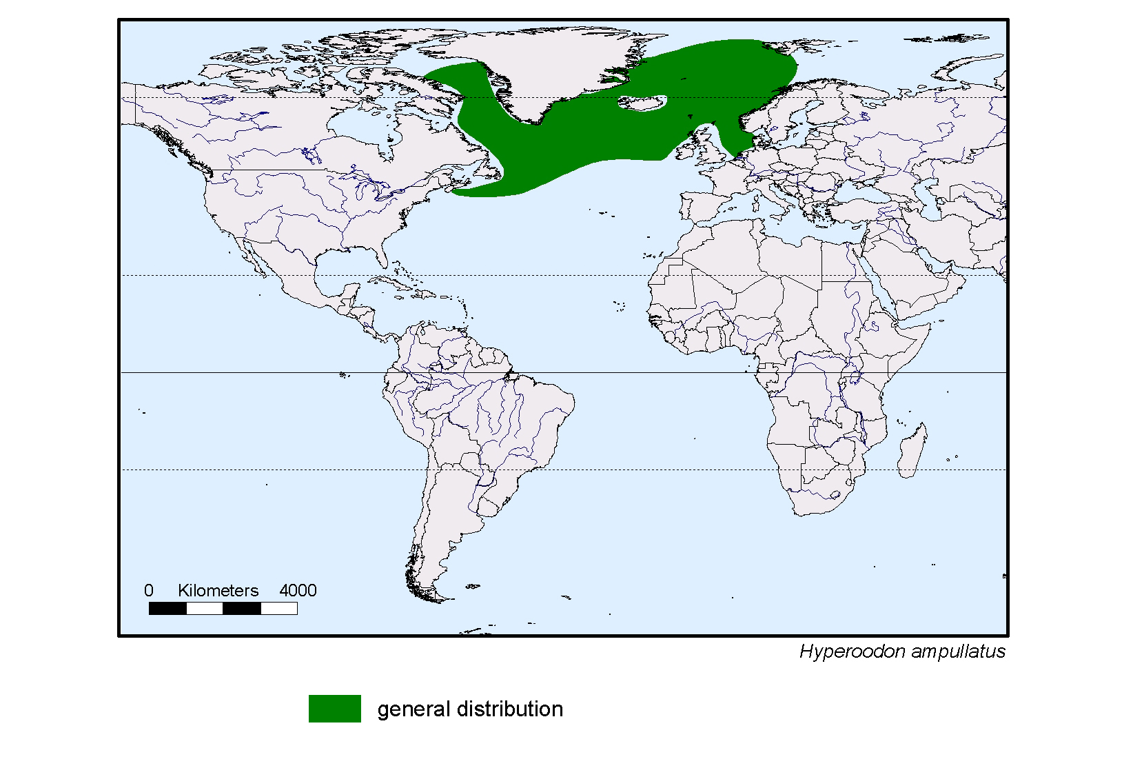 Hyperoodon ampullatus