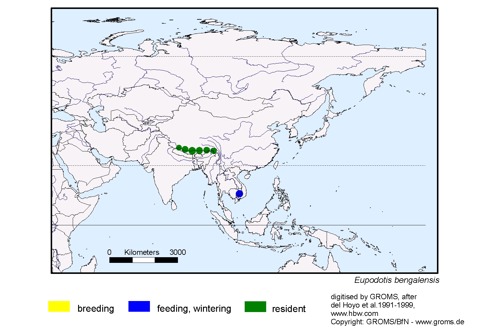 Eupodotis bengalensis
