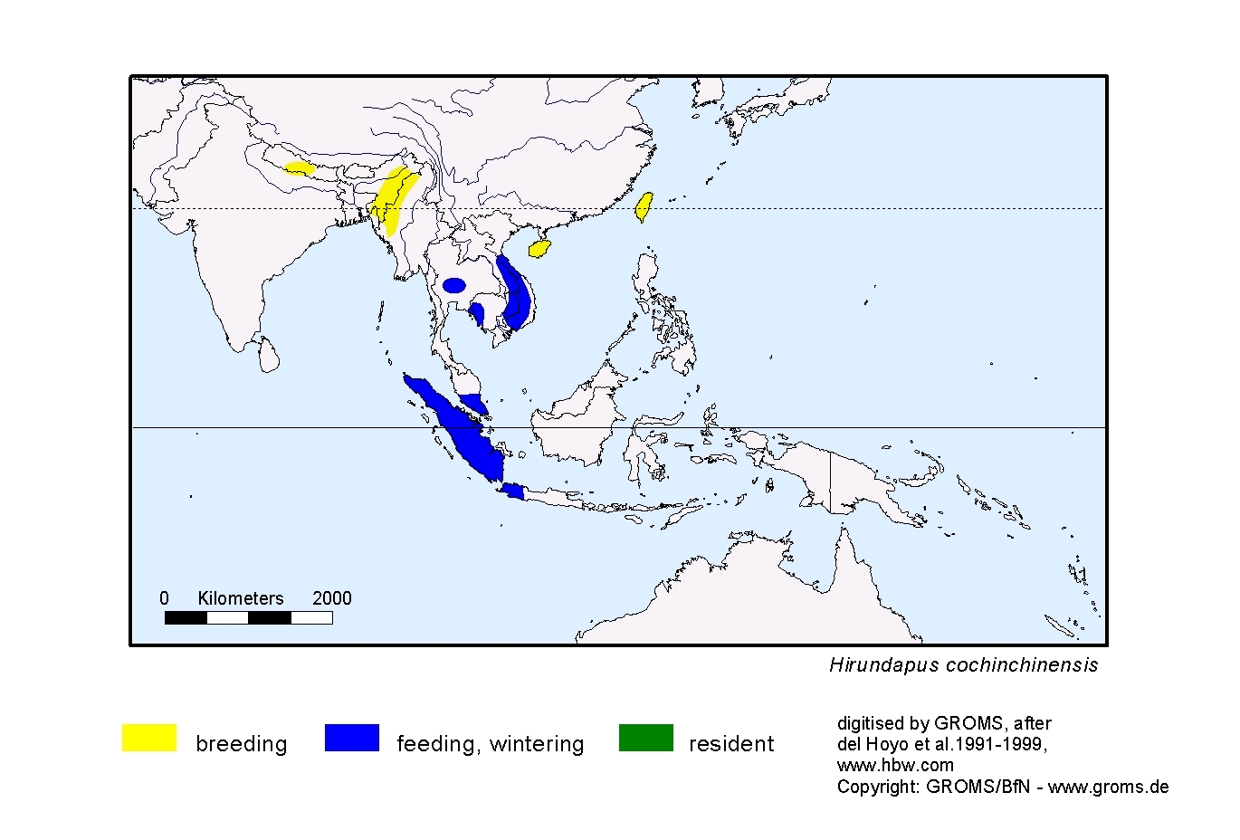 Hirundapus cochinchinensis