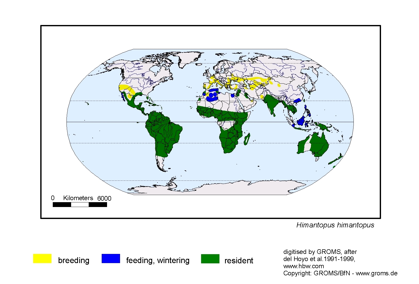 Himantopus himantopus