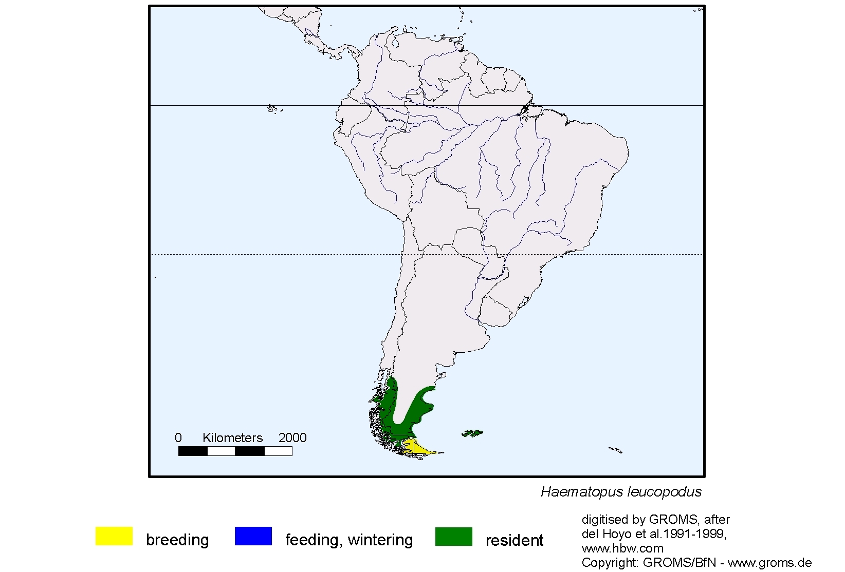 Haematopus leucopodus