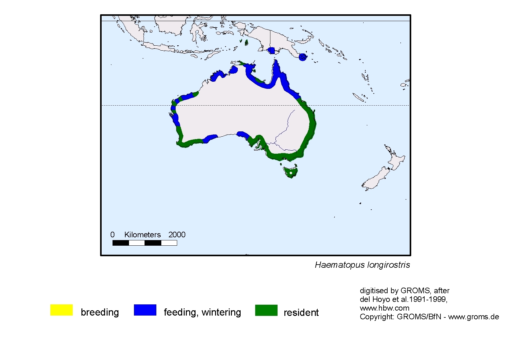 Haematopus longirostris