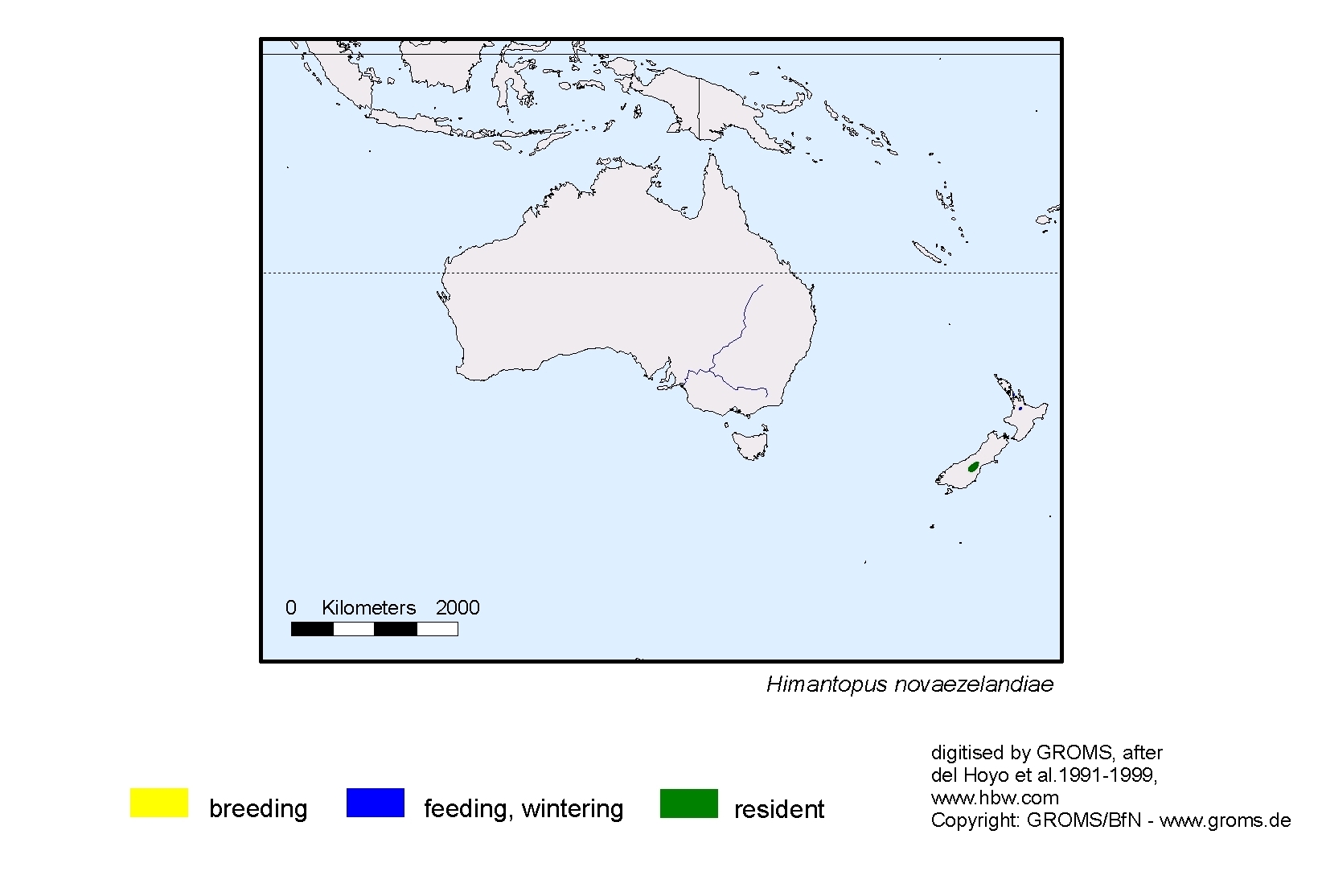 Himantopus novaezelandiae