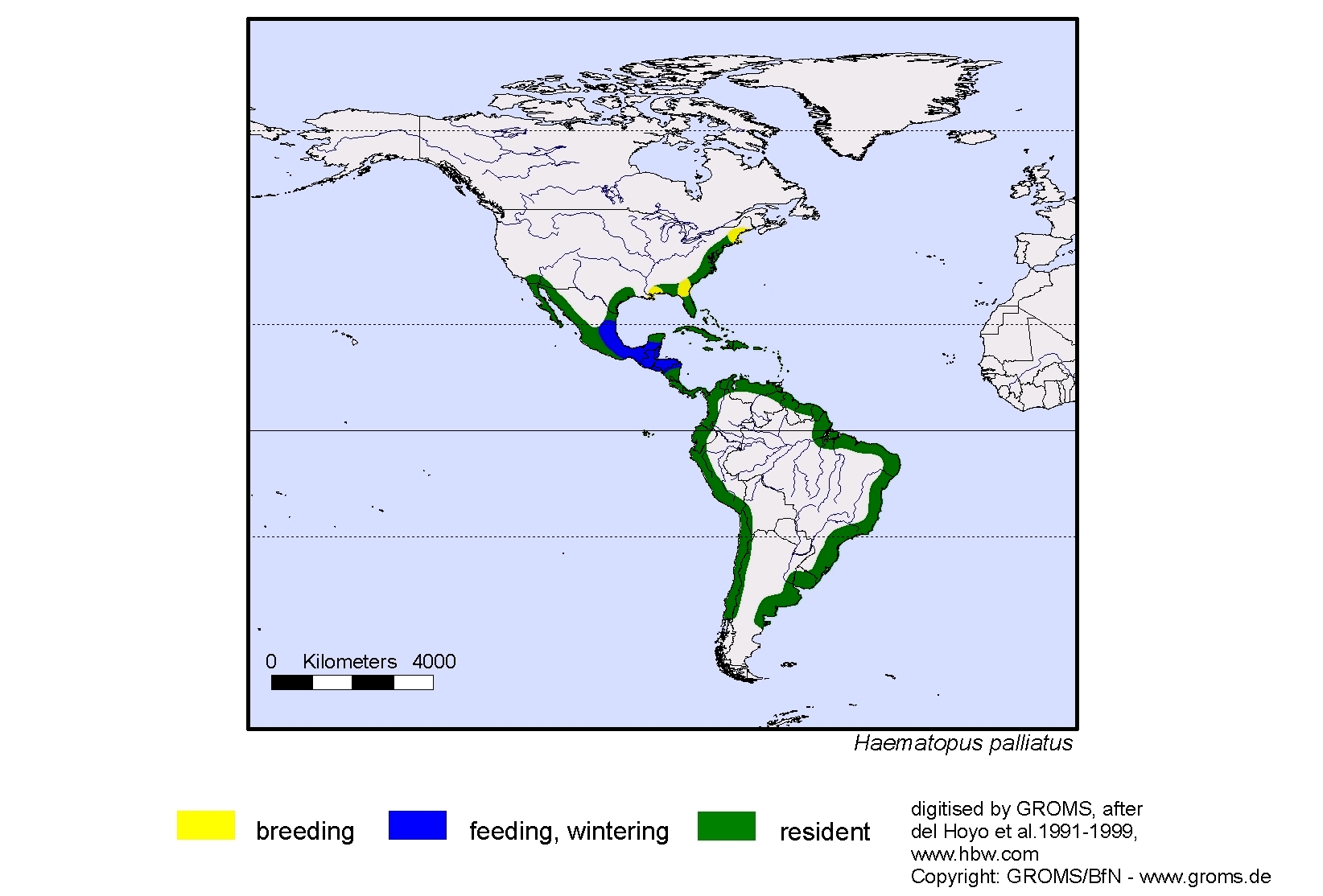 Haematopus palliatus