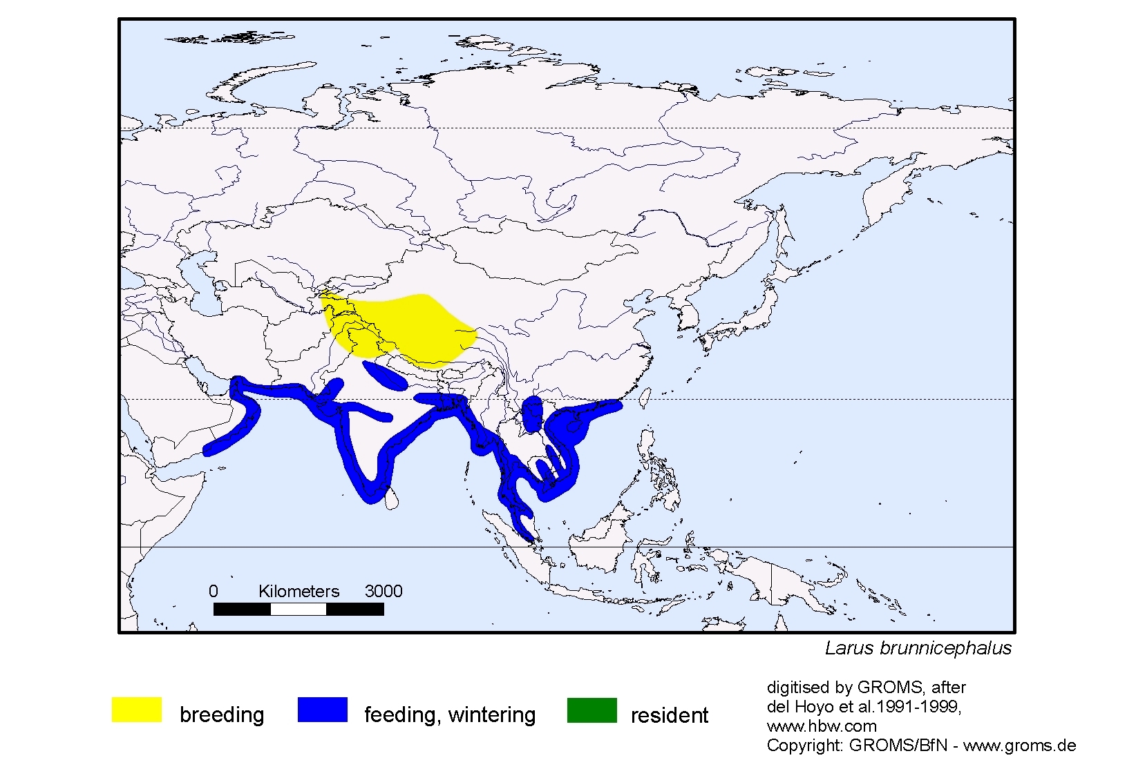 Larus brunnicephalus