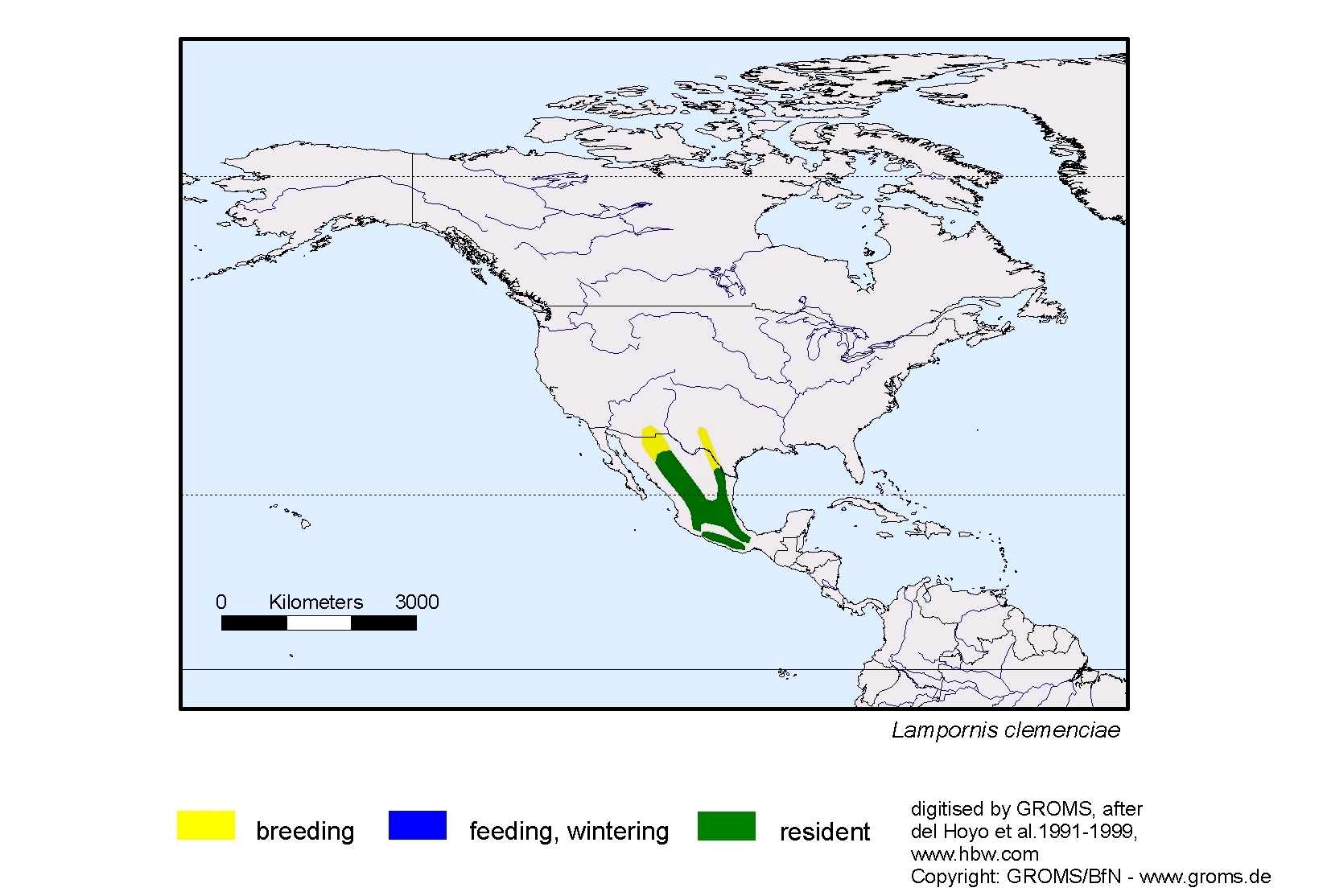 Lampornis clemenciae