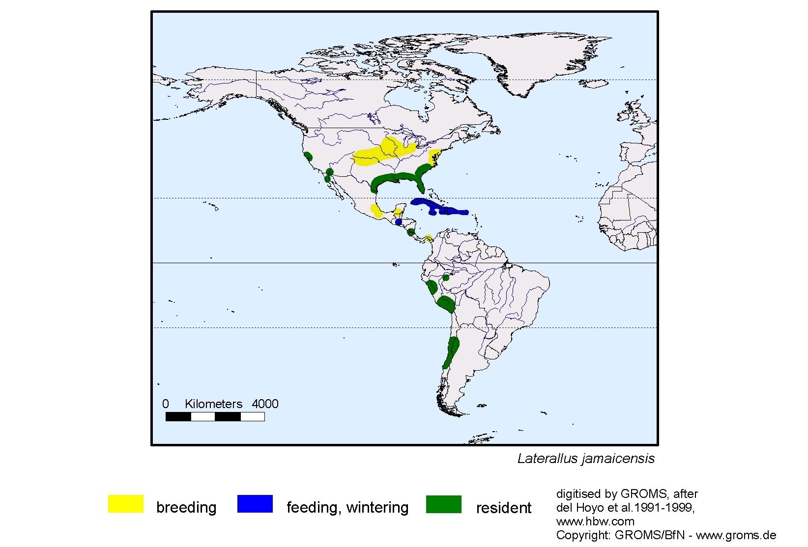 Laterallus jamaicensis