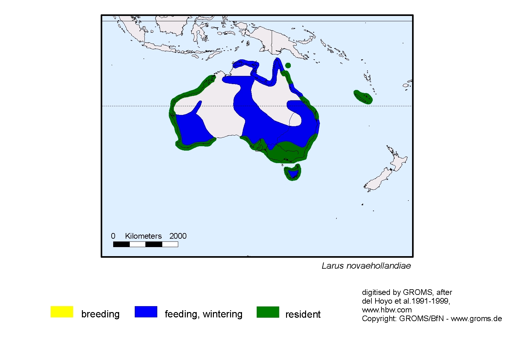 Larus novaehollandiae