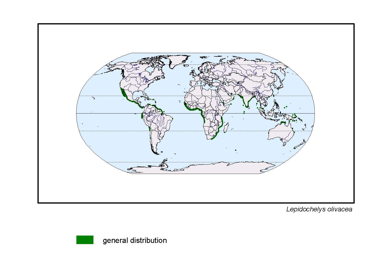 Lepidochelys olivacea