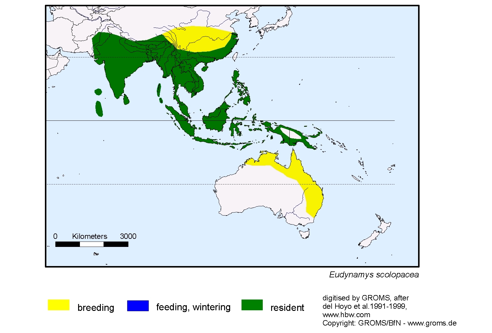 Limnodromus scolopaceus